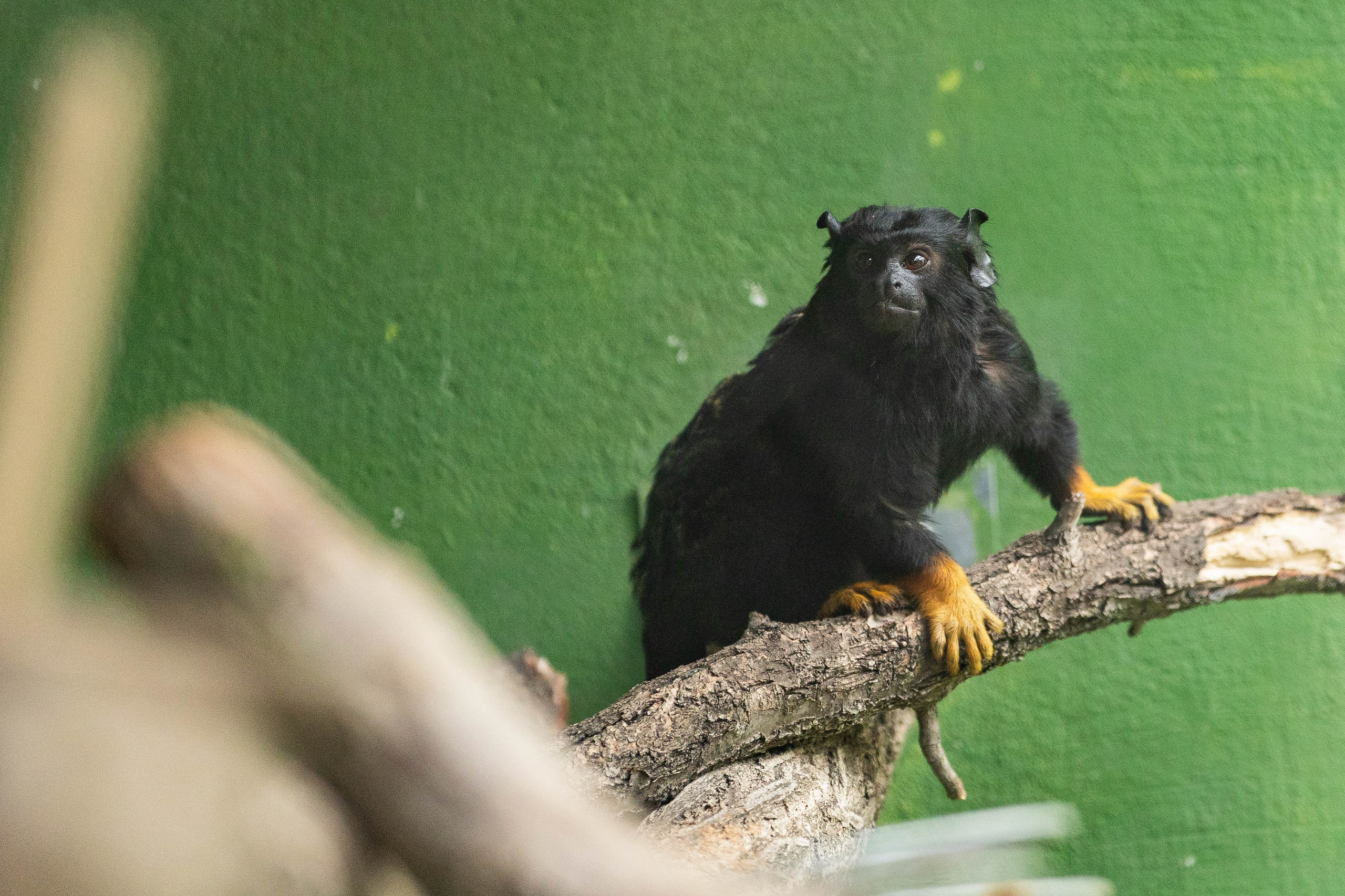 Зоопарк Малинки. Фотограф-АниМалист Анна Абрамова