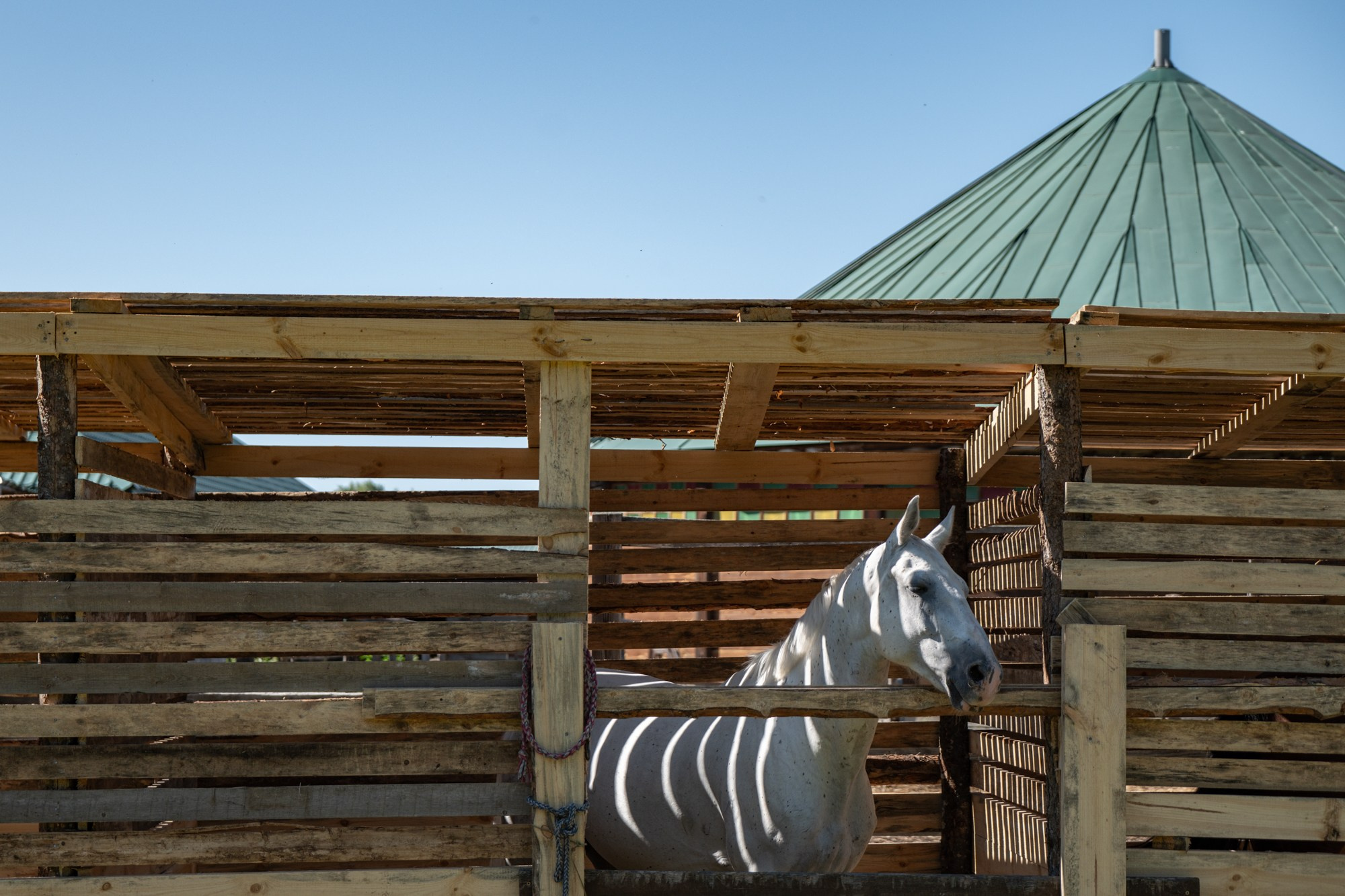 Конный спорт. Nikita Goltsov — Photographer