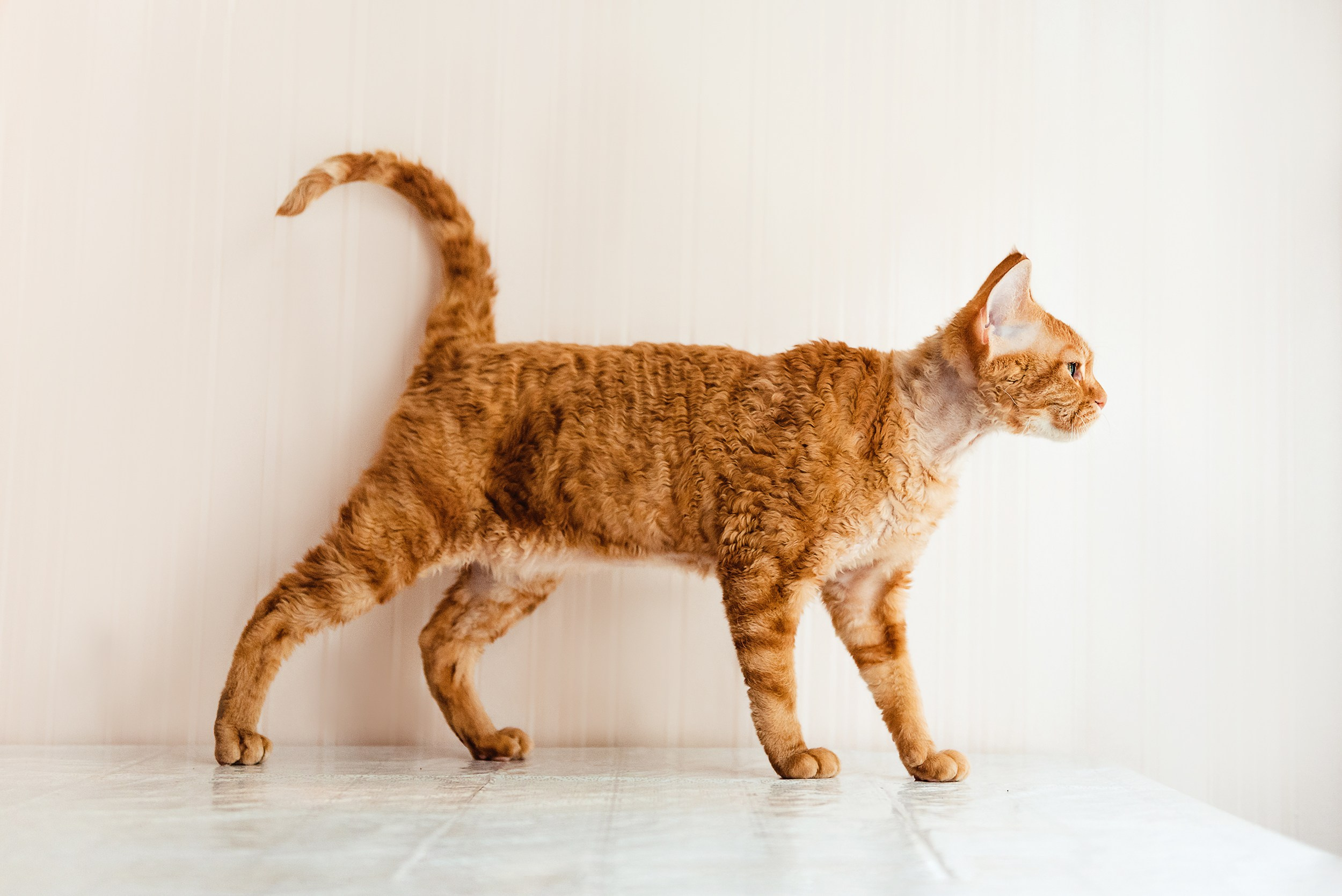 Кошка. Семейный Фотограф в Москве Ирина Хохлова