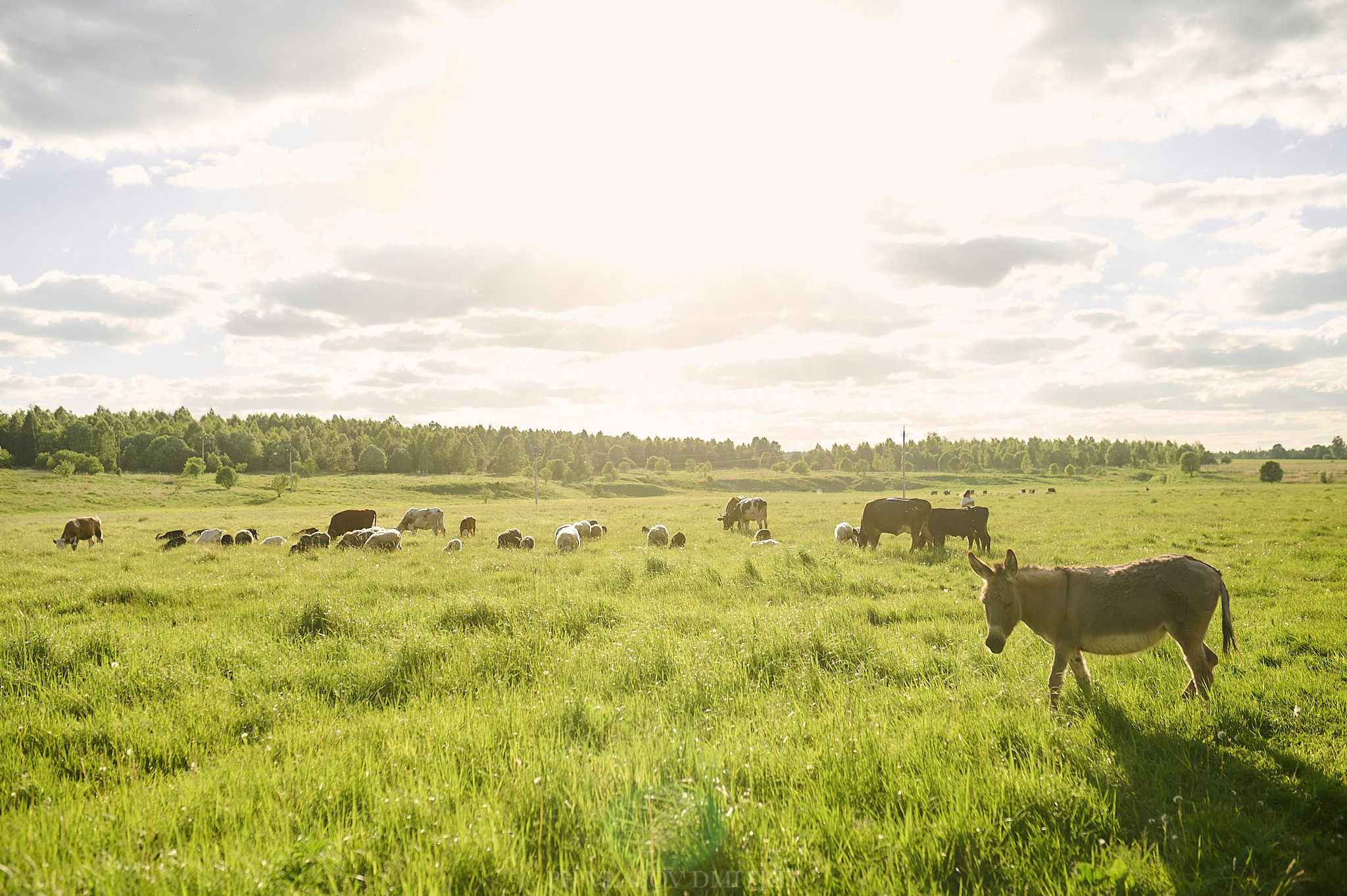 Маша. Семейный и свадебный фотограф в Сарове Дмитрий Власов