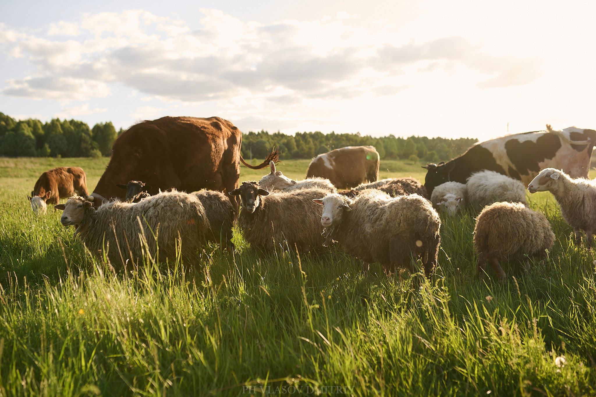 Маша. Семейный и свадебный фотограф в Сарове Дмитрий Власов