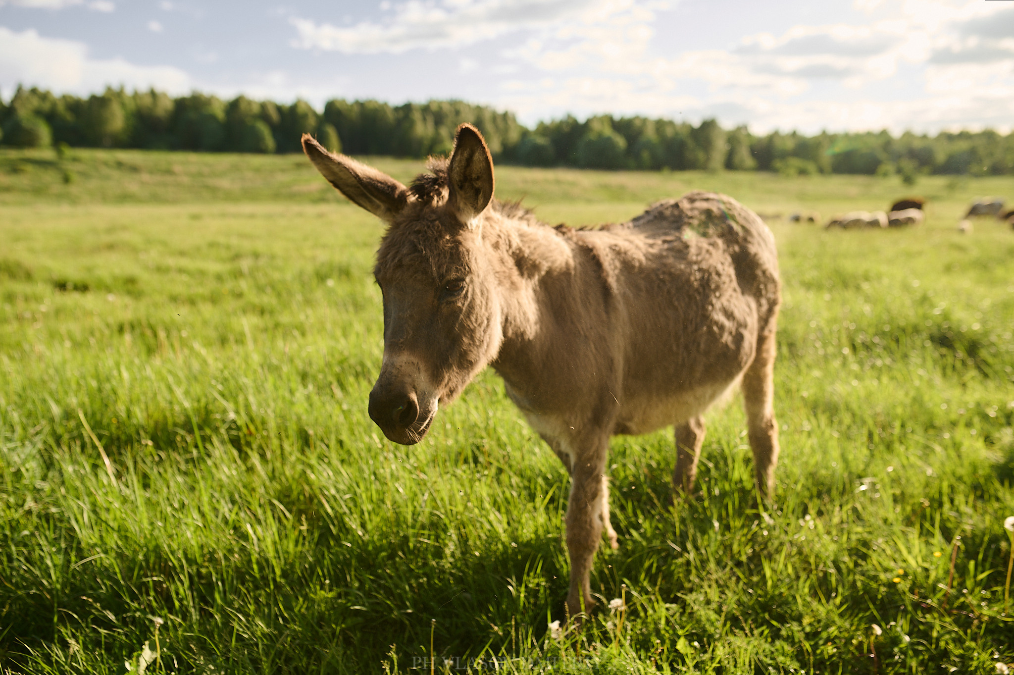 Маша. Семейный и свадебный фотограф в Сарове Дмитрий Власов