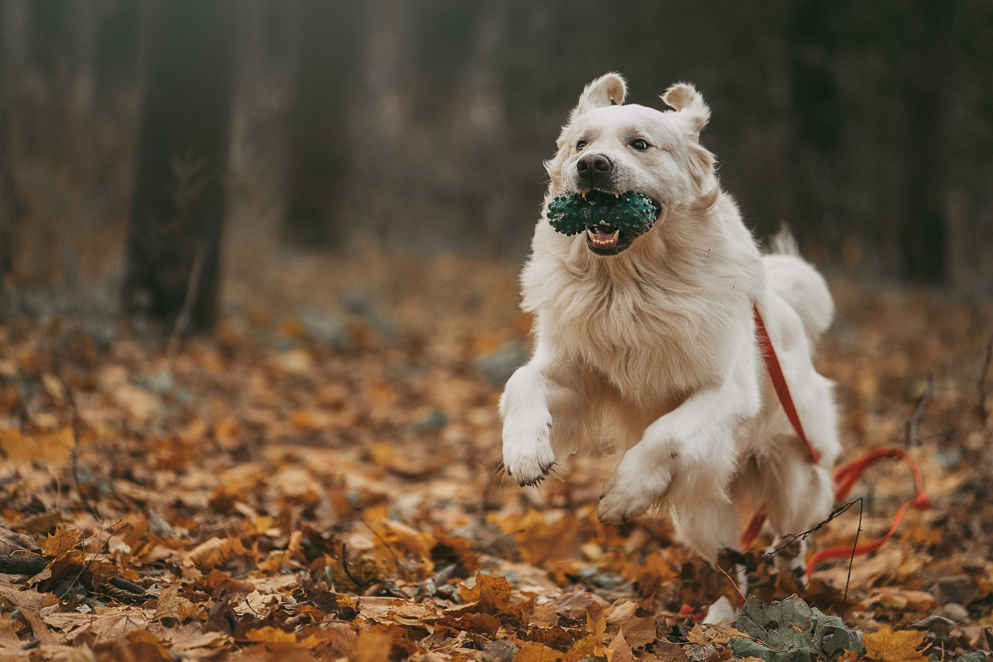 Лена и Мерлин. Фотограф анималист в Москве и Санкт-Петербурге Свиридова Анна