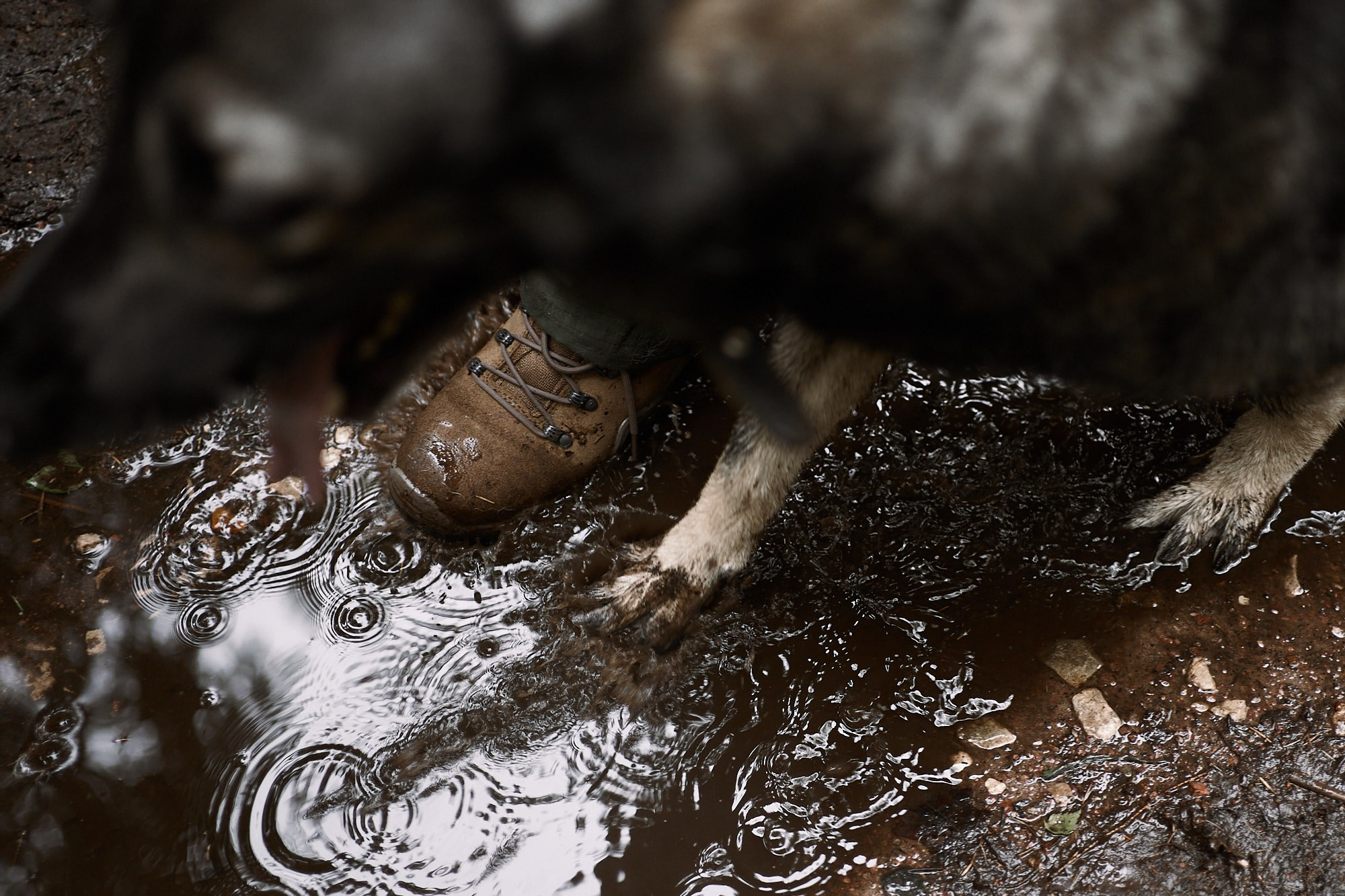 Дима, Рыжий и Воля. Фотограф анималист Москва Дарья