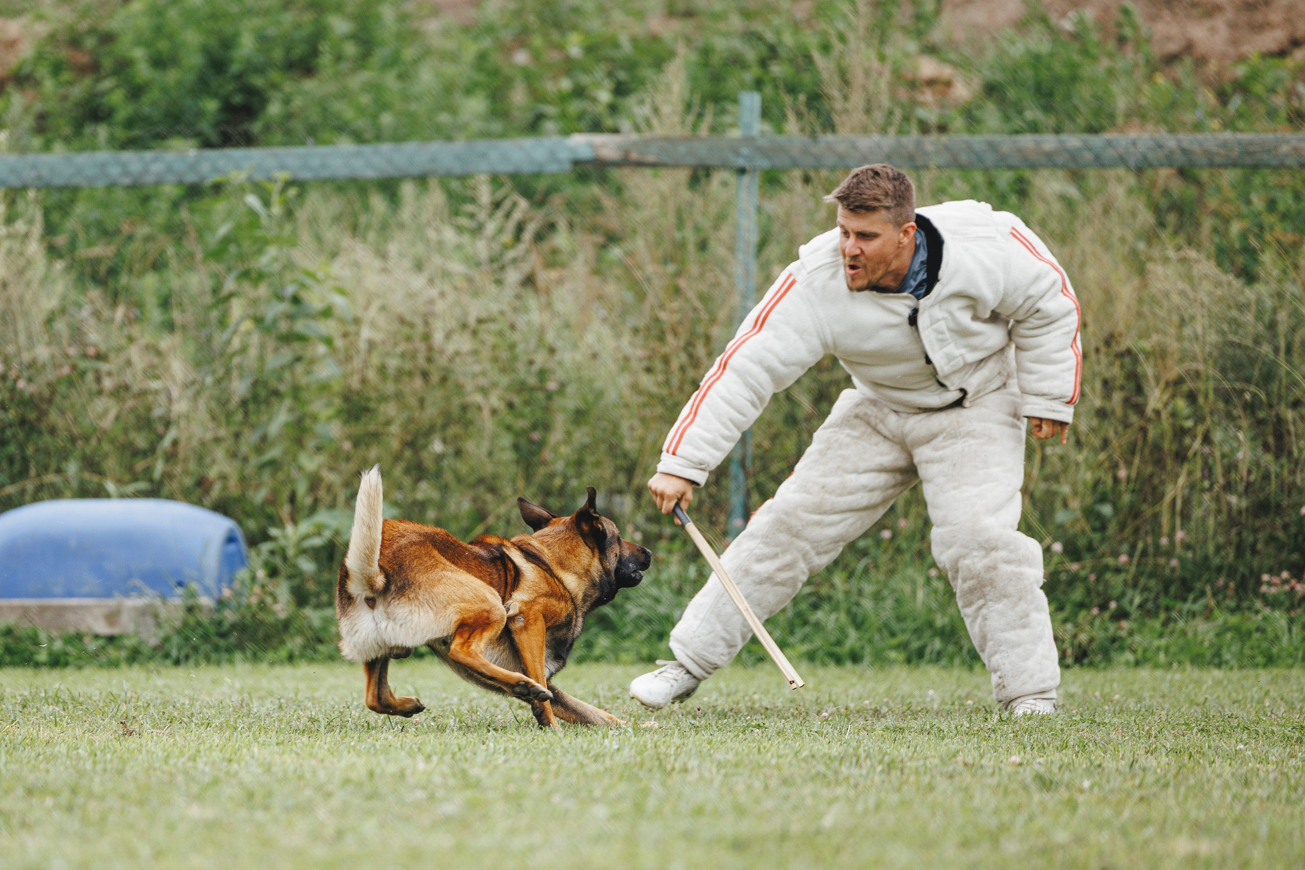 08.08.25-10.08.25 ЧР по мондьорингу г. Вологда. Фотограф-анималист Анна Маринич