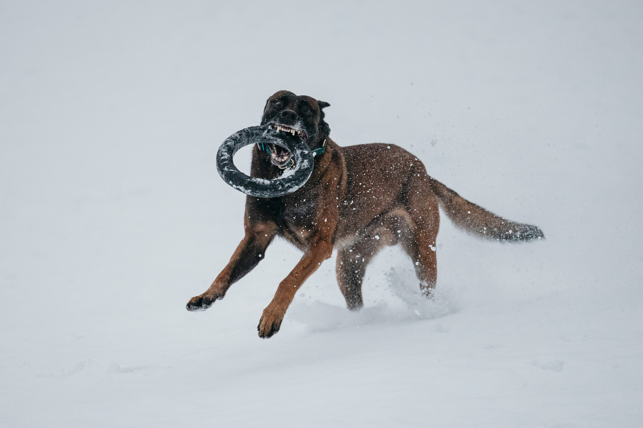 Карьер. Фотограф-анималист Анна Маринич