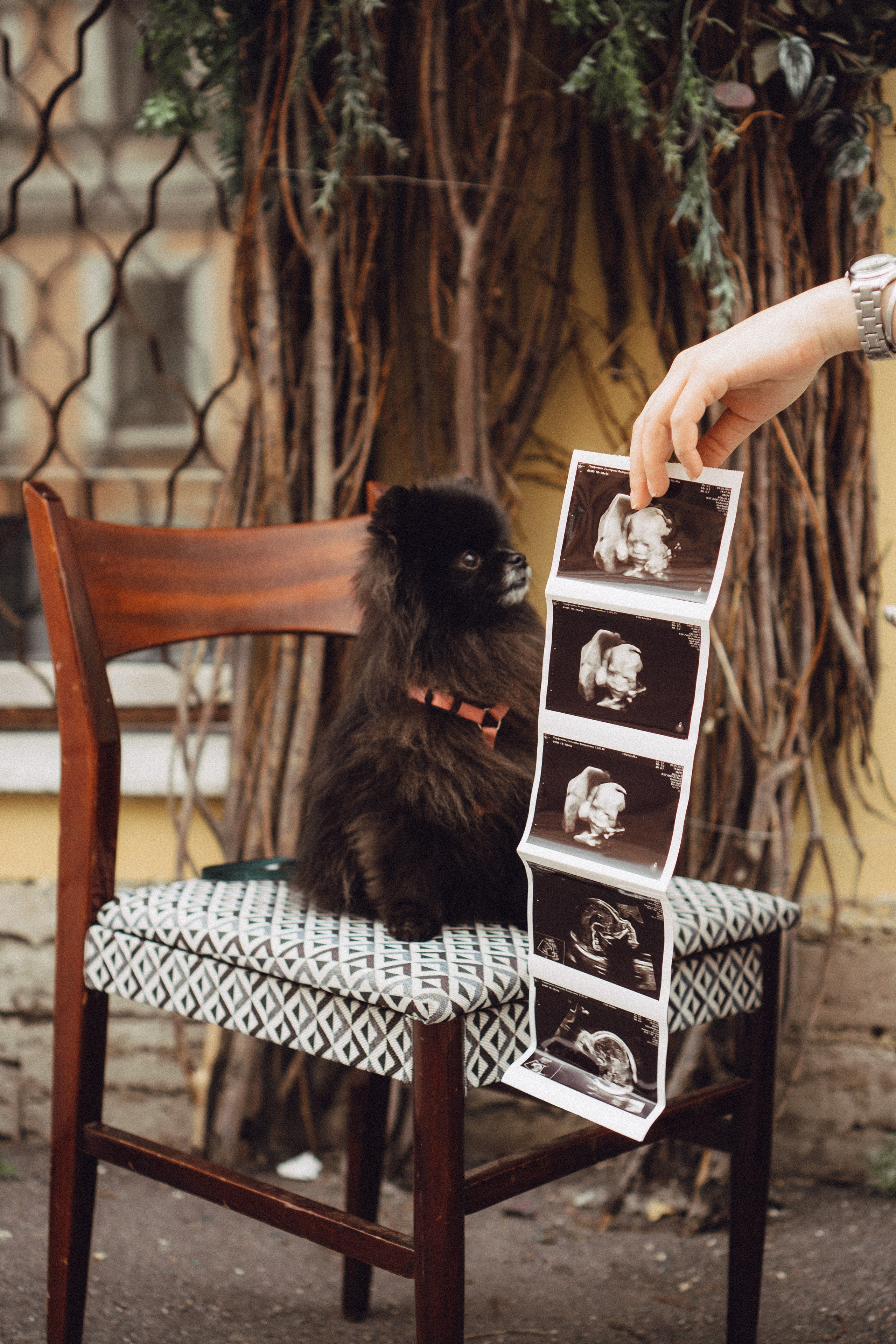 Беременность (только часть фото по желанию клиентов могу показать)). Профессиональный фотограф, Санкт-Петербург — Виктория Богомолова