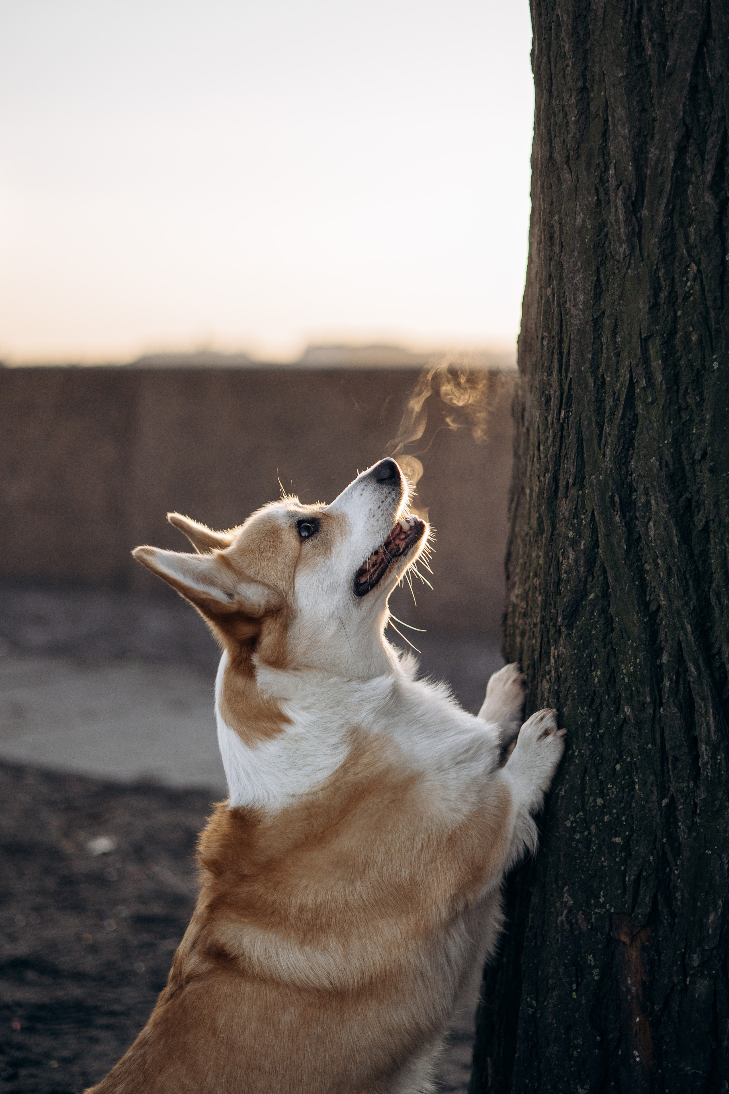 Настя и Ева. Фотограф — Анималист | Санкт-Петербург