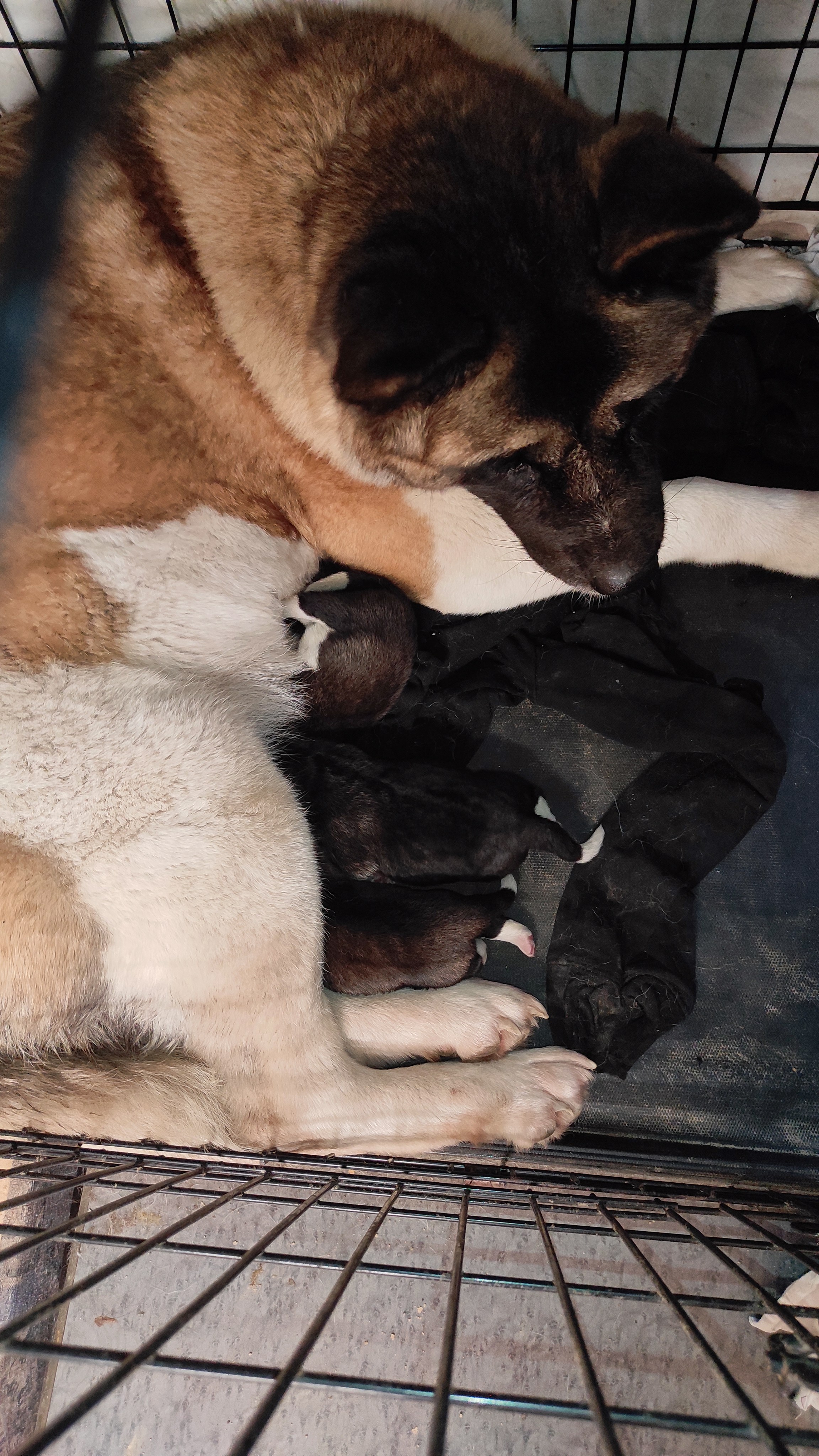 Американская акита  щенки питомник Санкт-Петербург клубные щенки Американская акита питомник RUBYLIGHT Рубилайт купить щенка американской акиты