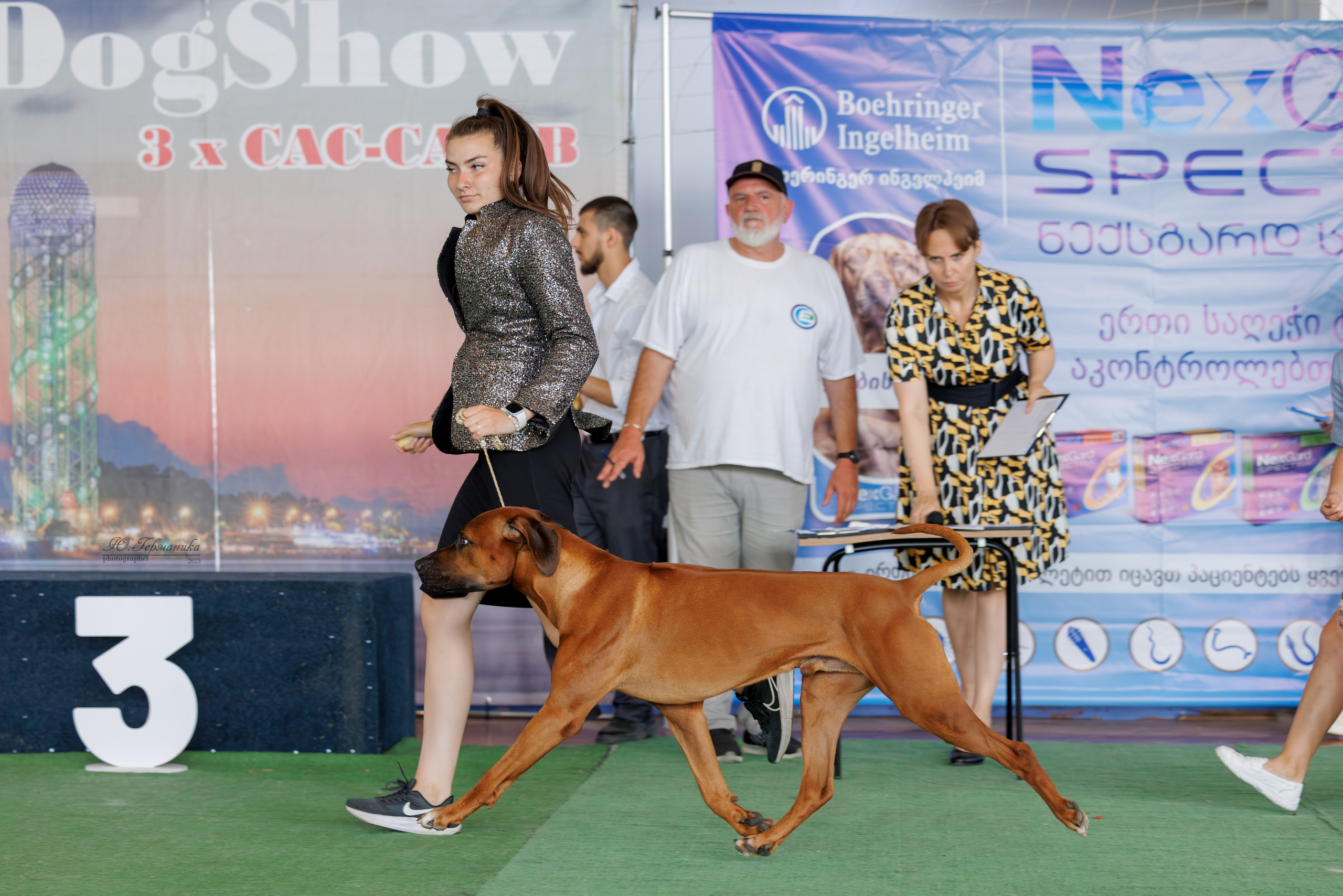 Батуми 3хCACIB 27-29.06.2025. Фотограф-анималист Юлия Германика