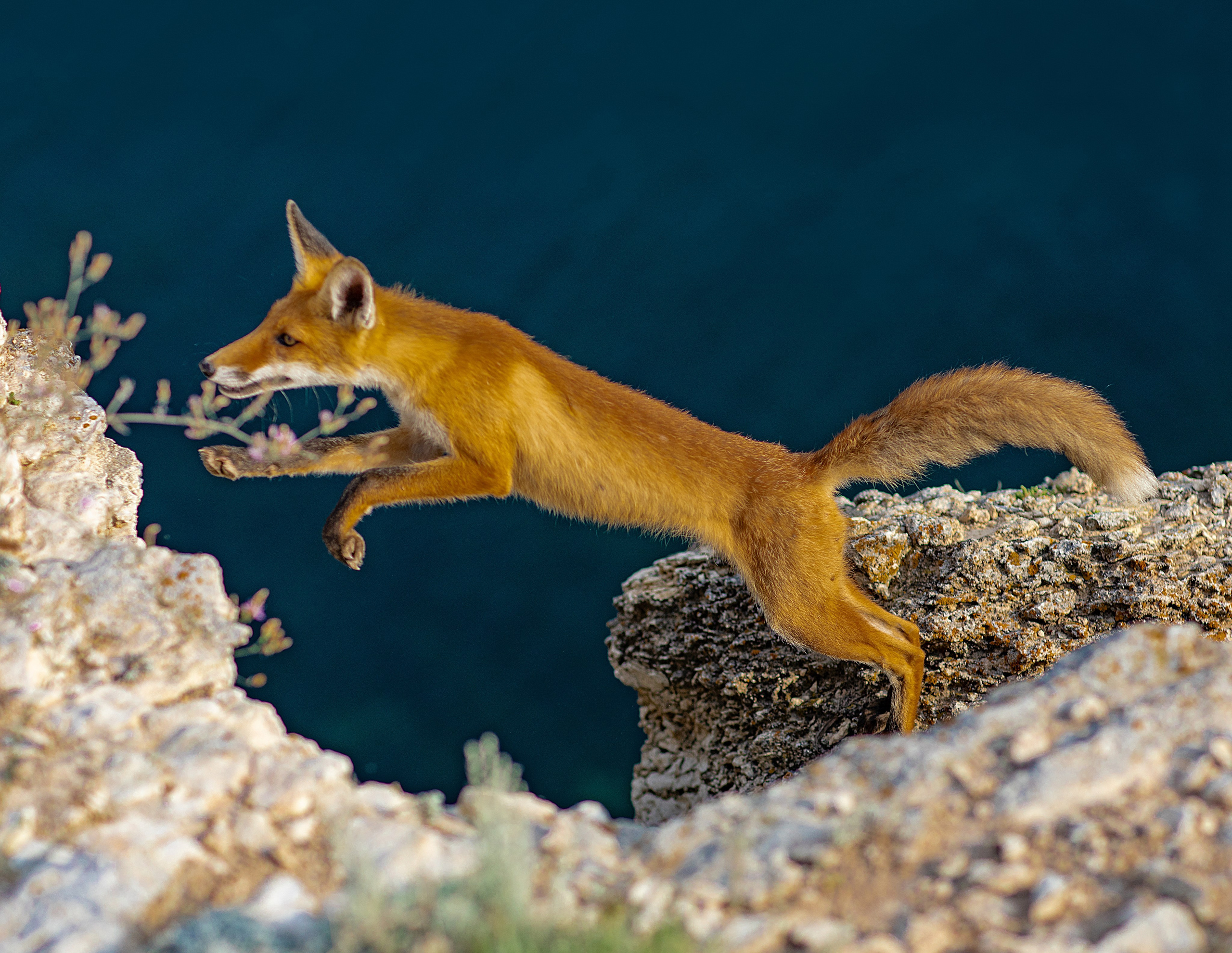 Фотограф Севастополь/Крым Светлана Евтушенко
