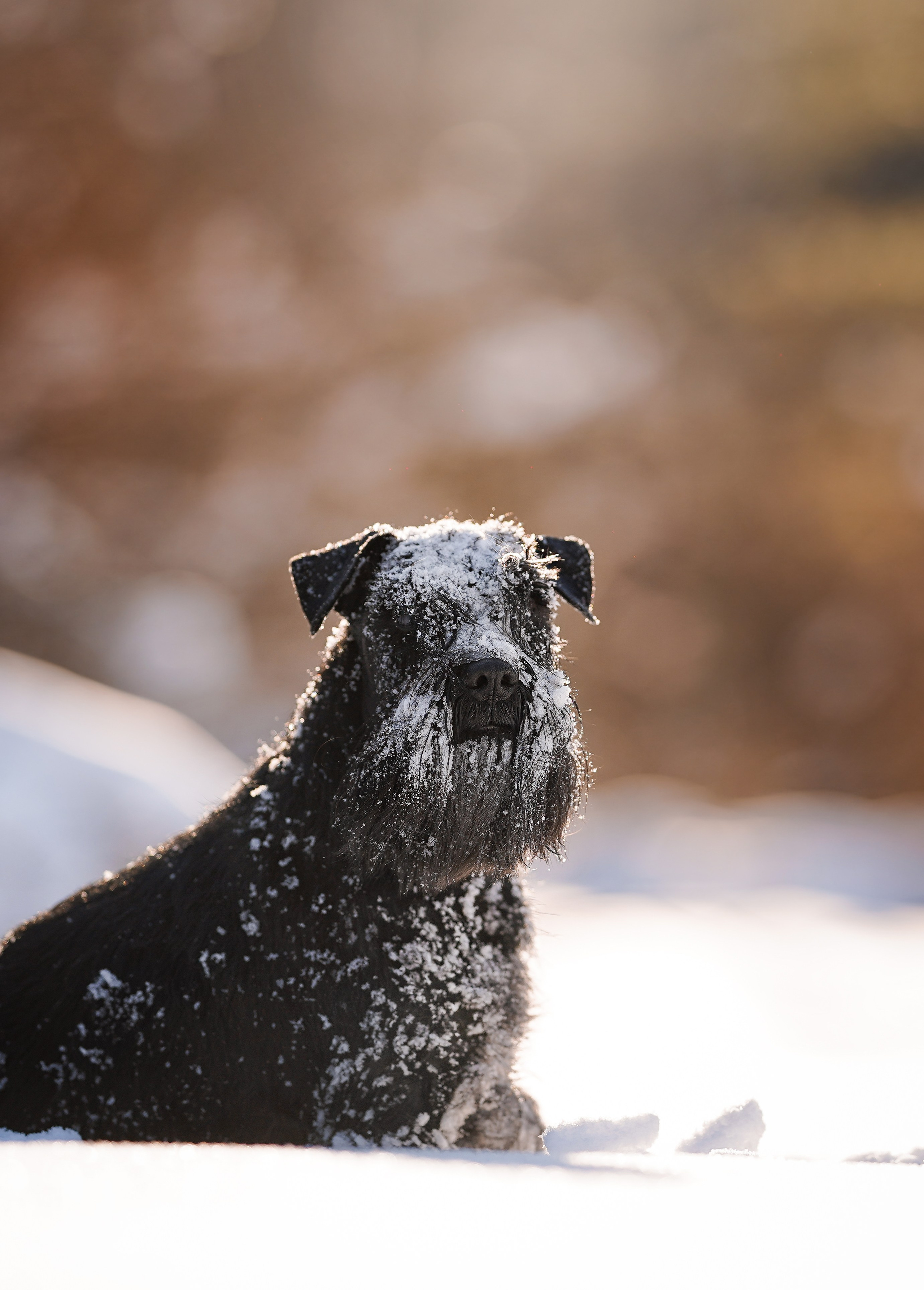 Настя Энзо и Мия. Фотограф-анималист в Санкт-Петербурге Яна Мартынова