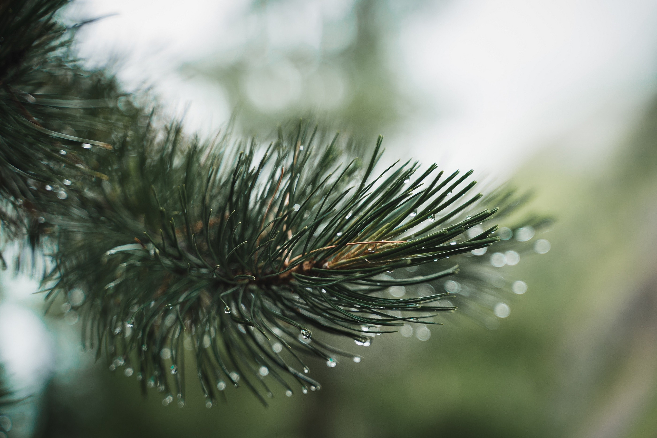 Алтай. Шавлинские озера. Фотограф в поход и восхождение на Эльбрус Игорь Косарев