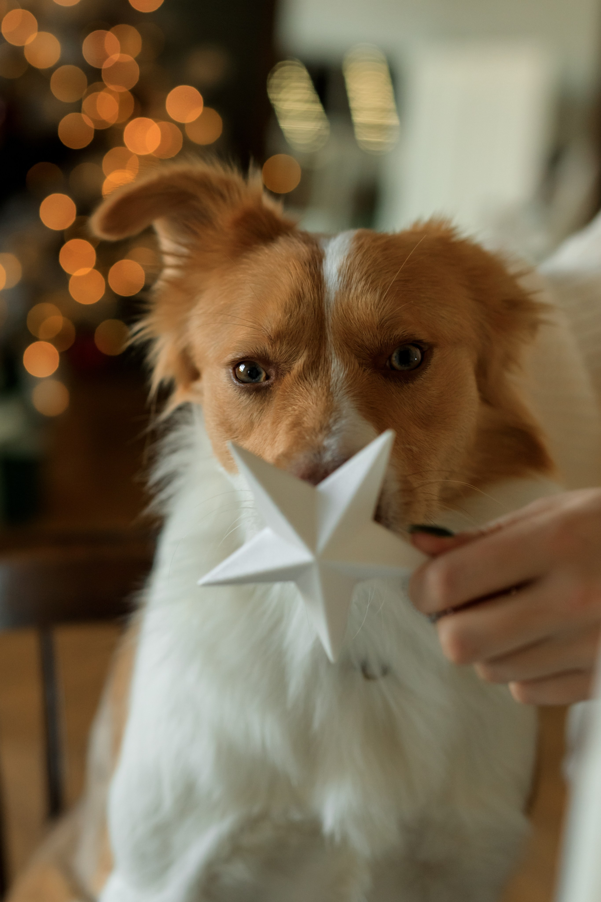 Девочка и собака (студийная). Семейный и детский фотограф в Краснодаре Элона Литвинова