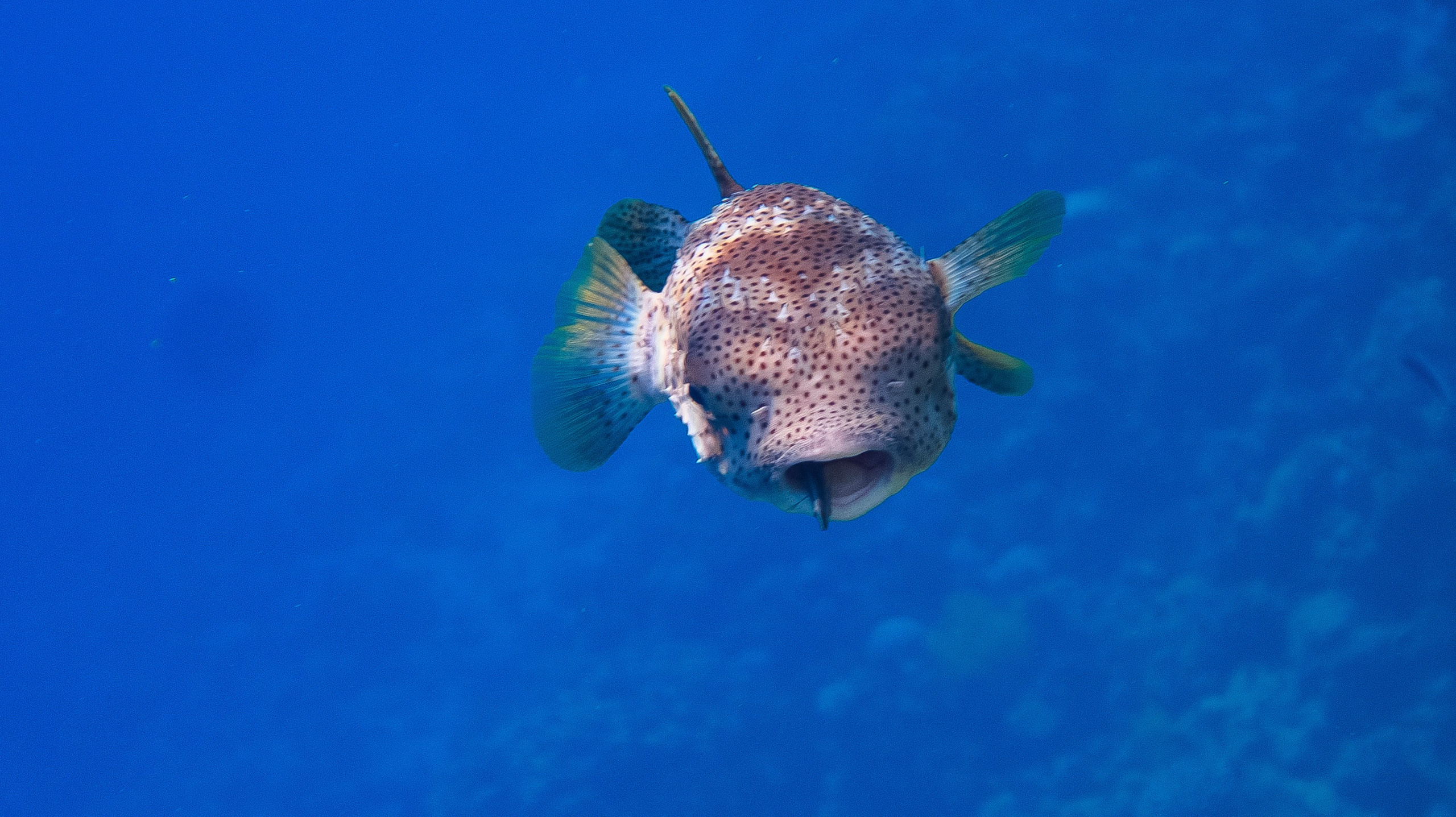Fish. Фотограф Светлана Голицына
