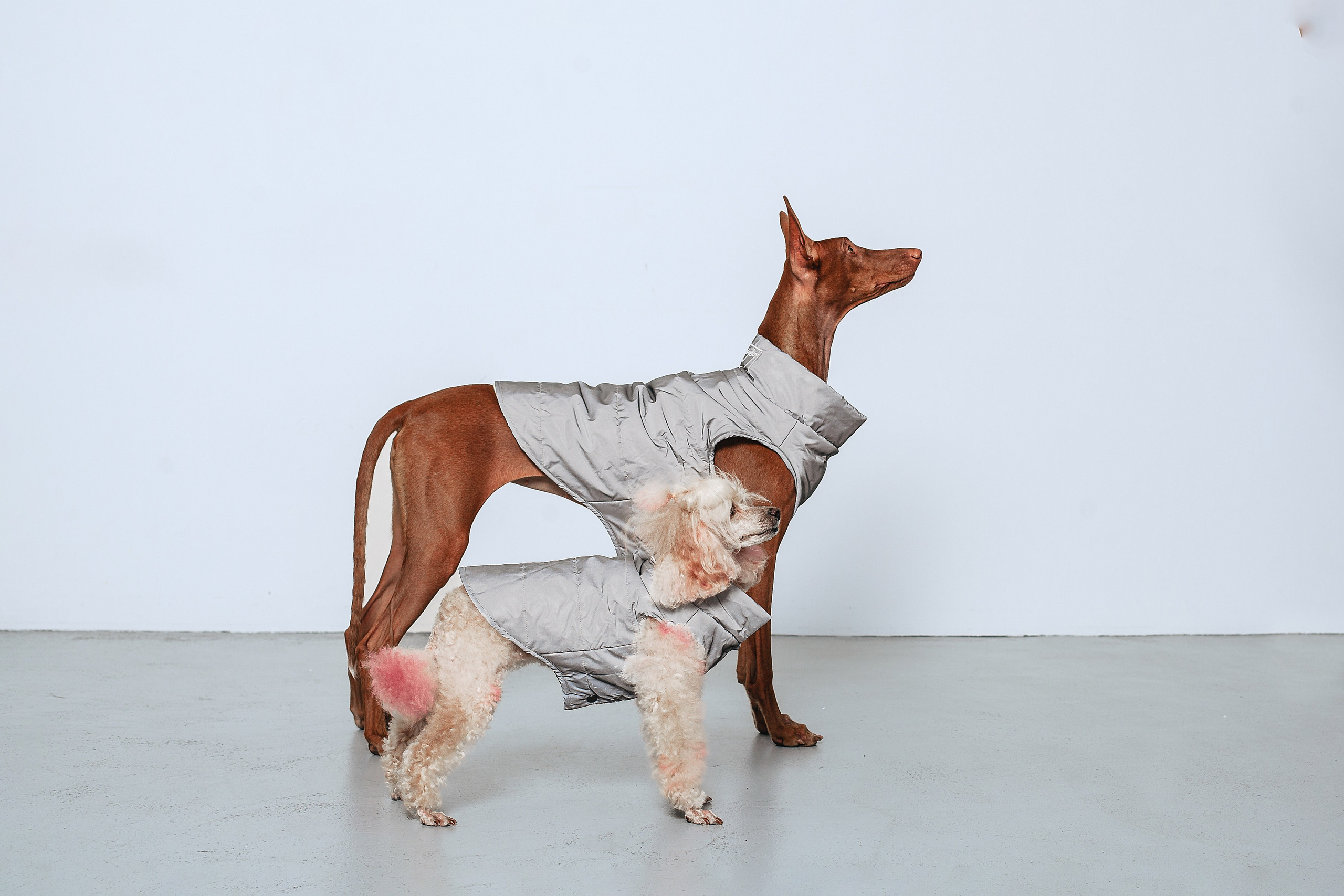 Съемка для бренда TEDDYBOY. Фотограф-анималист Татьяна Степанова