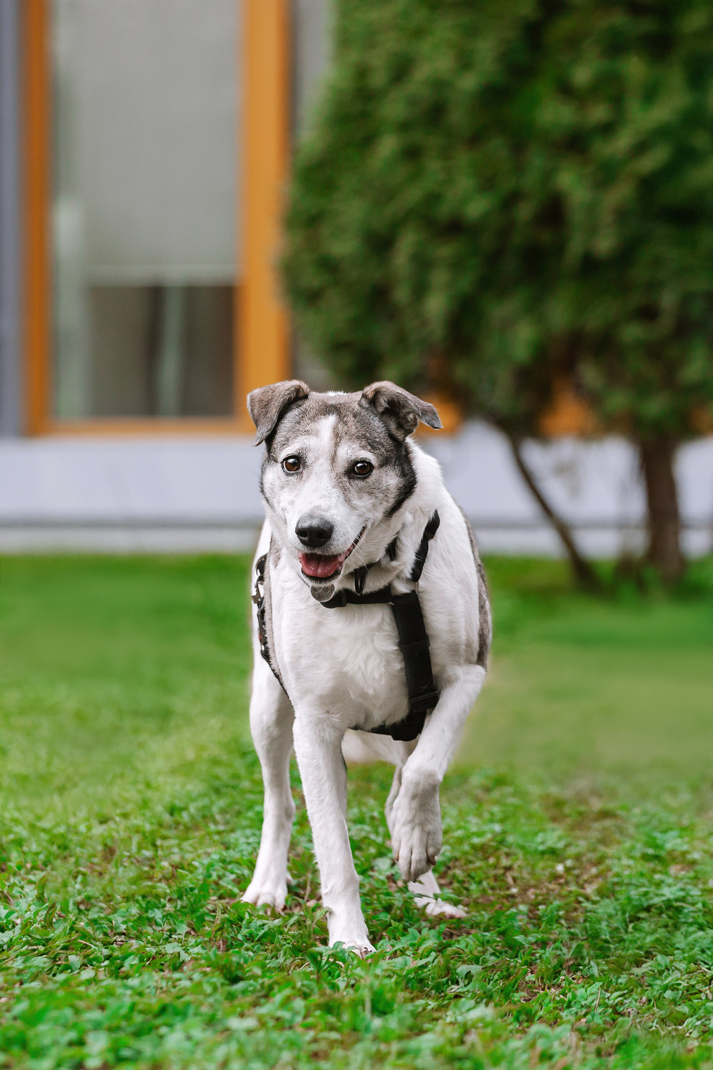 Собаки из приюта Дубовая роща весна 2025. Фотограф-анималист Татьяна Степанова