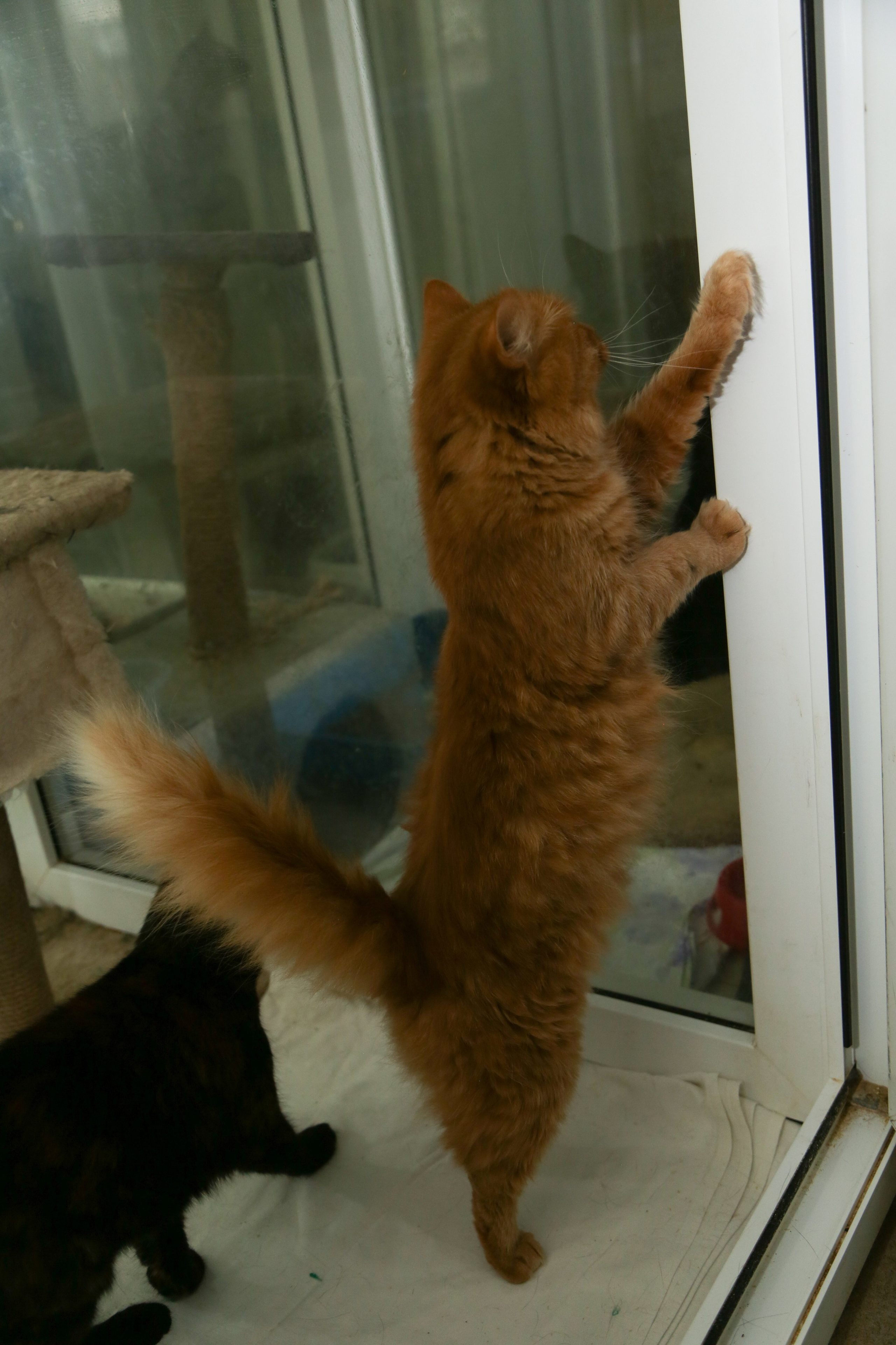 Приют Кошкин Дом Филимоша. Ваш фотограф в Оренбурге Рощупкина Екатерина