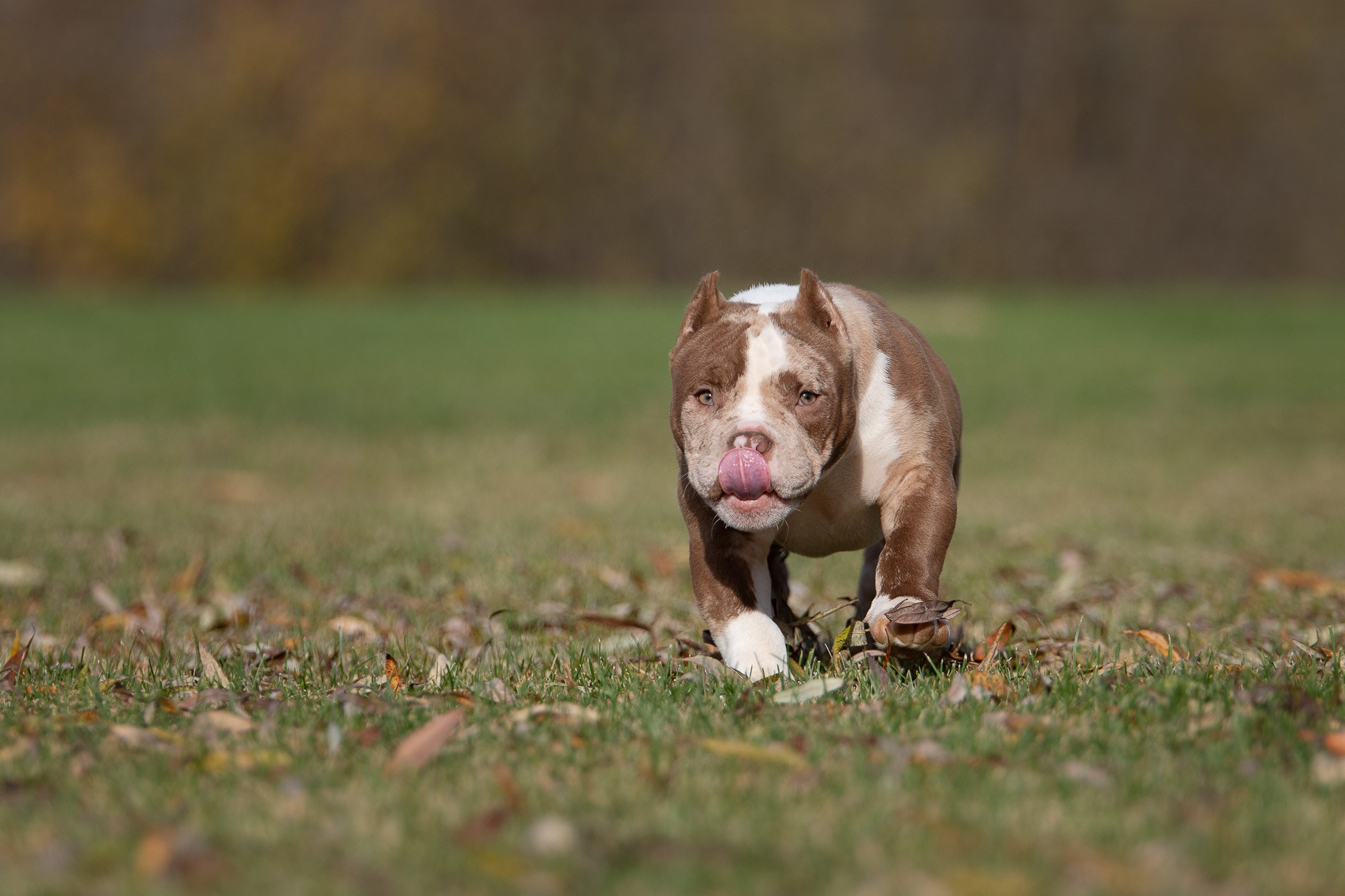 Американский Булли. Фотограф анималист, семейный фотограф, фотограф собак Комратова Мария. г. Москва