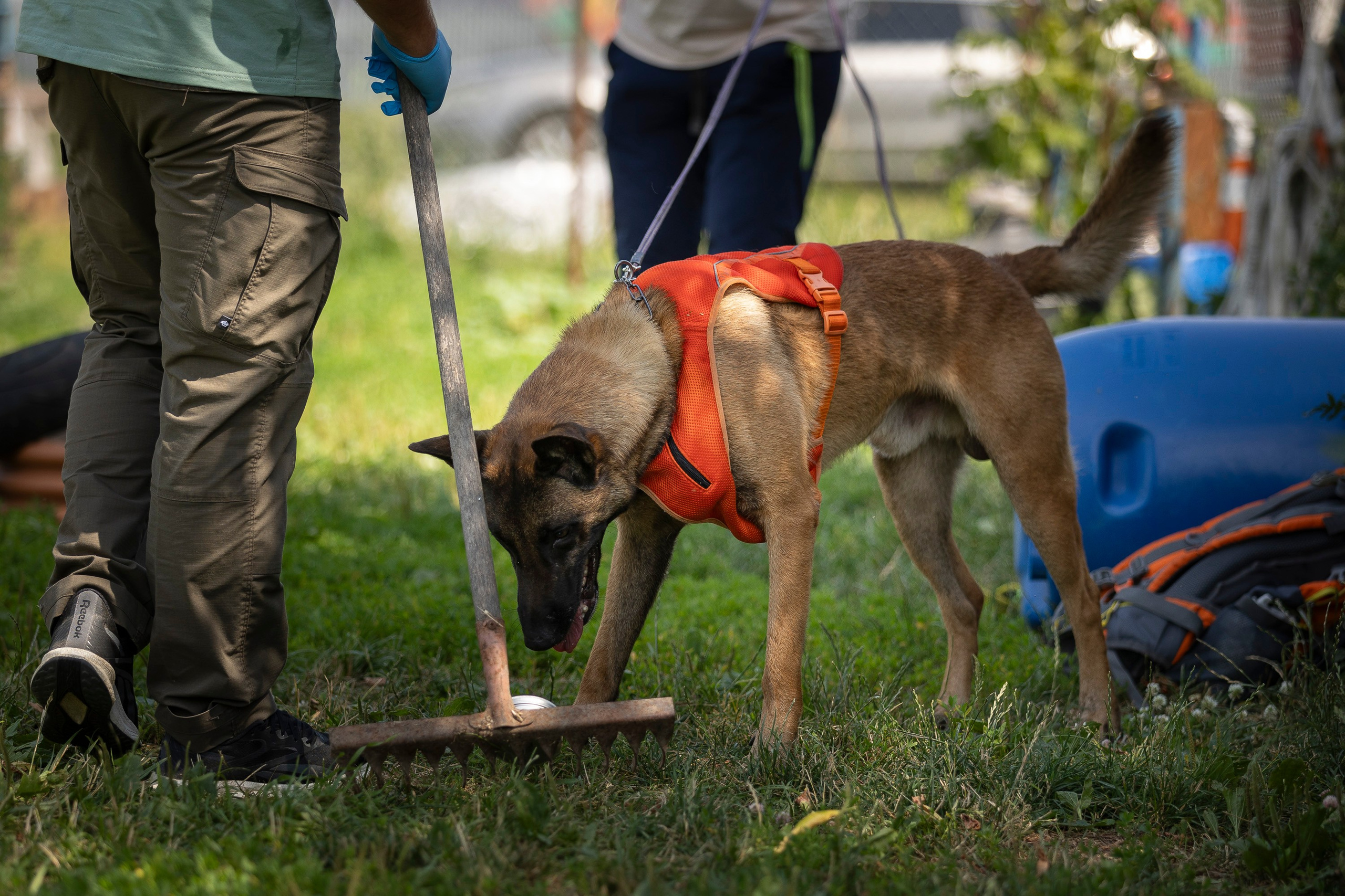 Семинар по поиску ВВ. Фотограф анималист, семейный фотограф, фотограф собак Комратова Мария. г. Москва