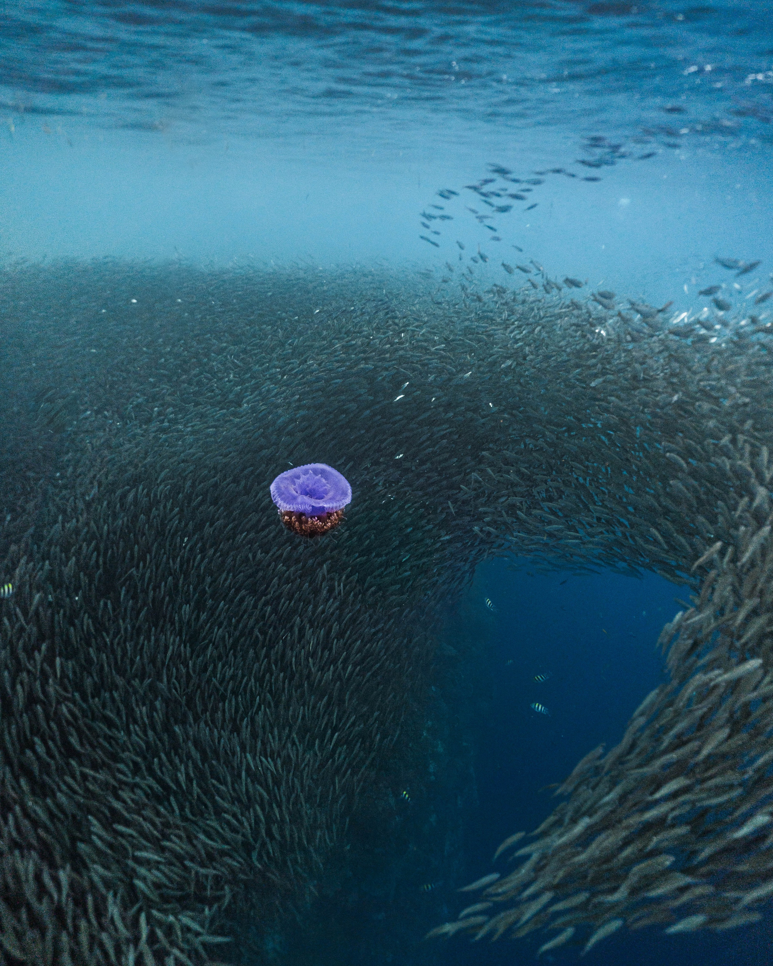 Медузы. Подводный фотограф на Филиппинах Синицина Дарья