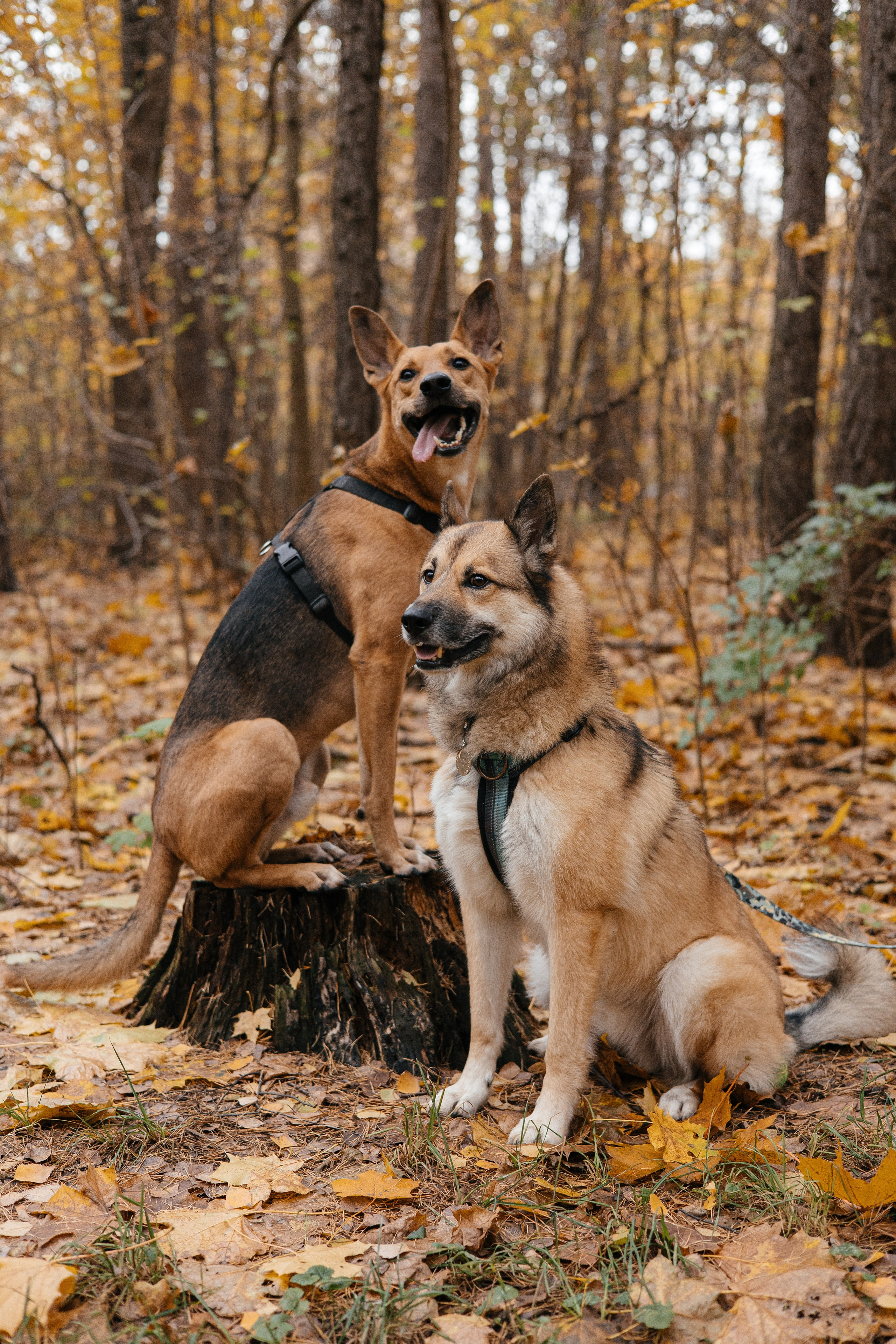 Нелли, Лёша, Рэй и Норд. Фотограф Анна Луценко Москва