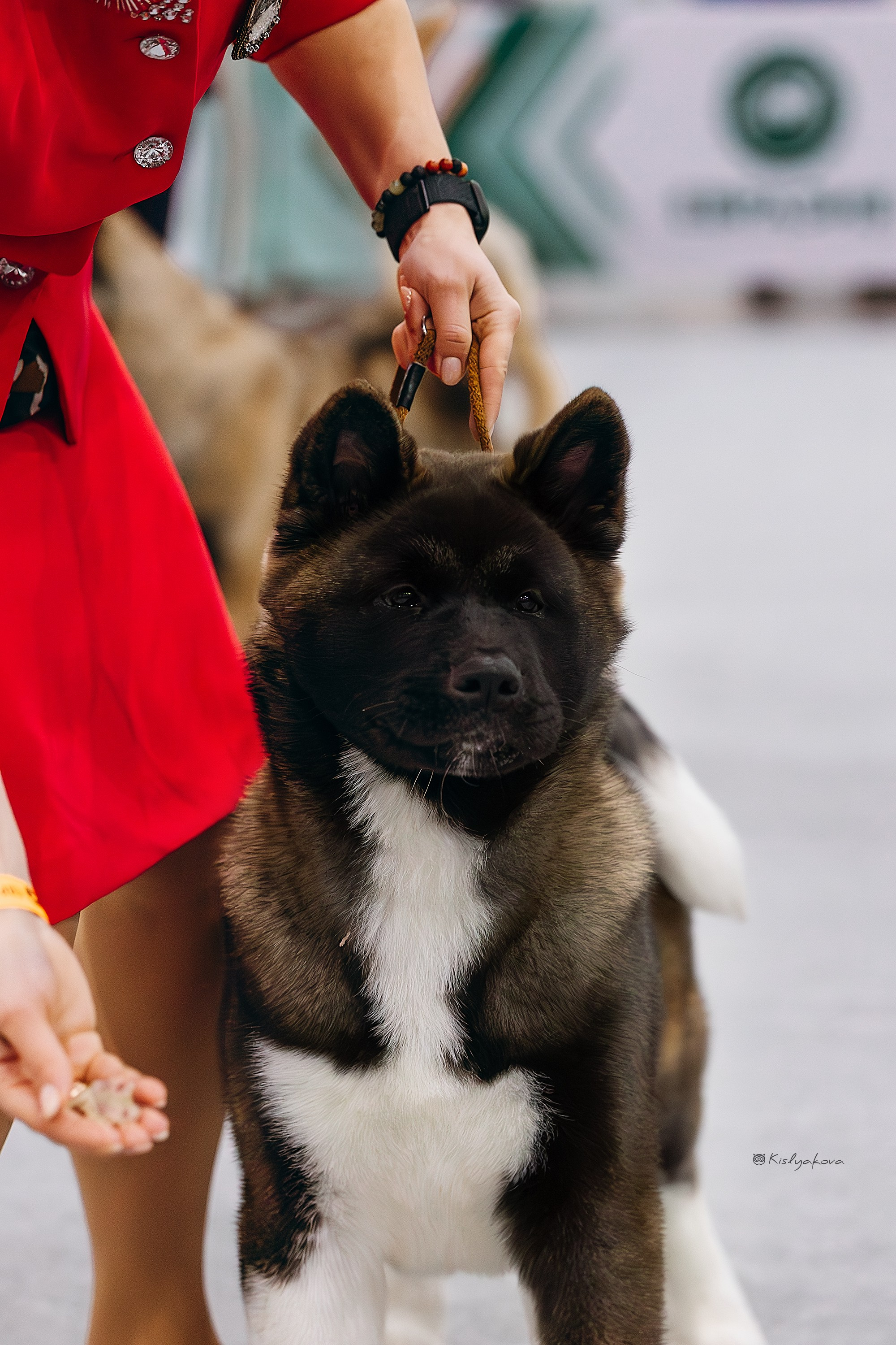 Выставочный репортаж. Фотограф. Фотограф-анималист. Москва