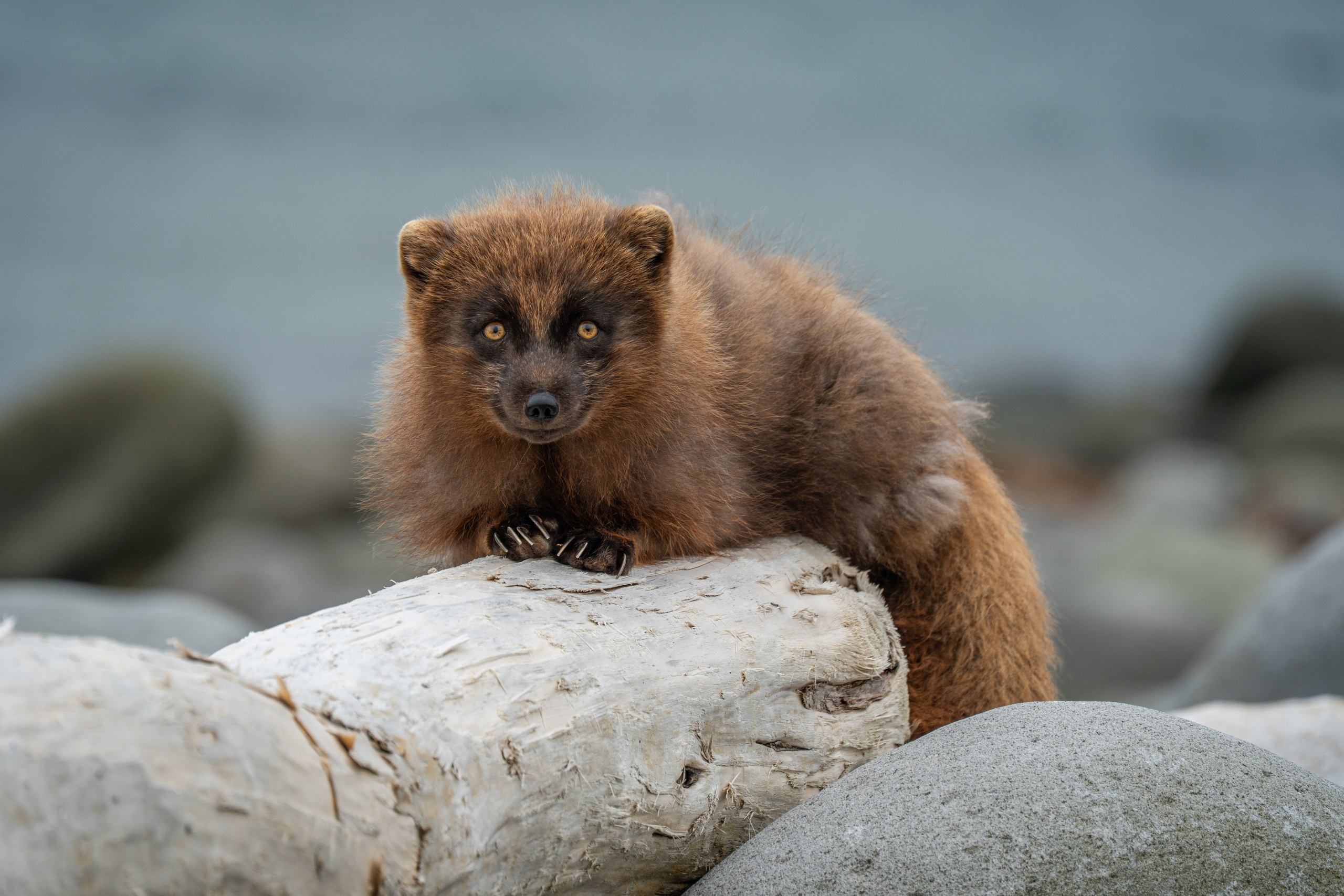 Портфолио. Andrew Gusarov Nature Photography