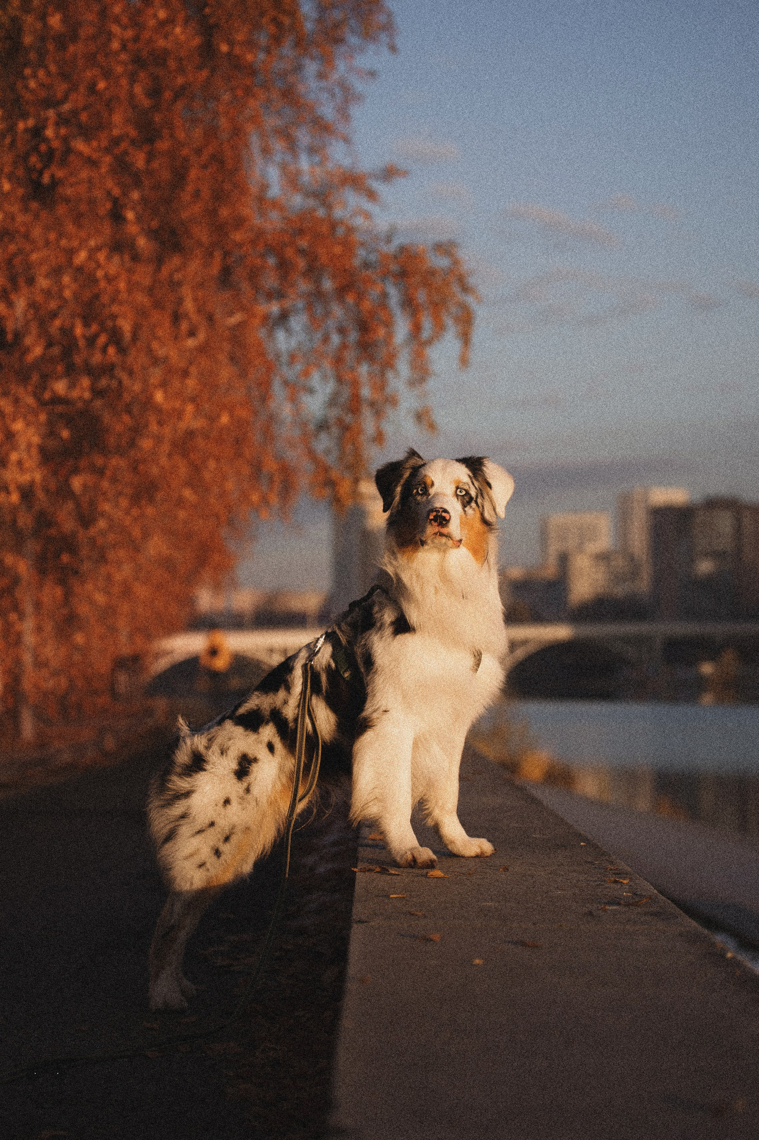 Портфолио. Фотограф-анималист в Екатеринбурге Марина Шишкина