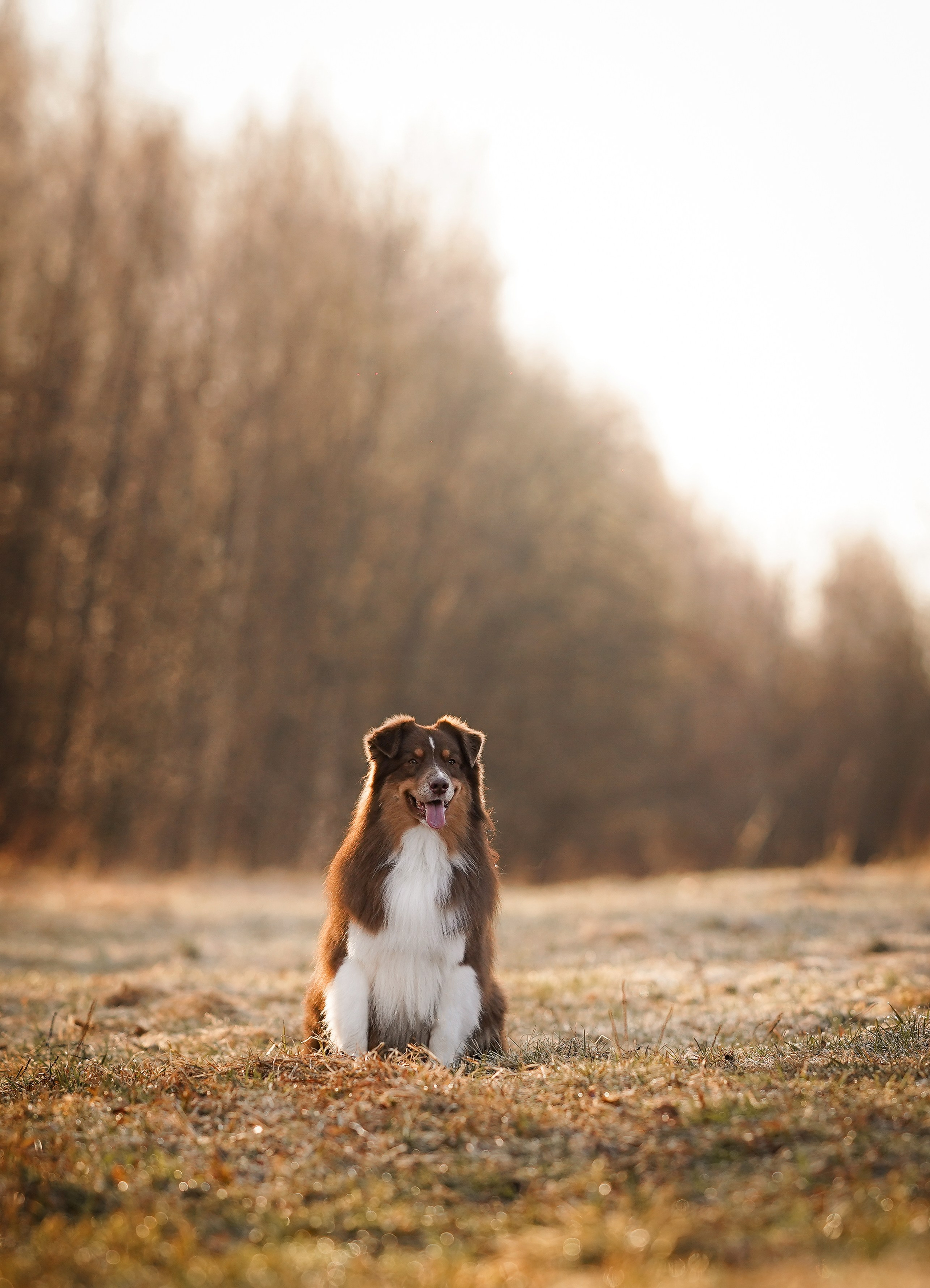 Кристина Рокки и Валькирия. Фотограф-анималист в Санкт-Петербурге Яна Мартынова