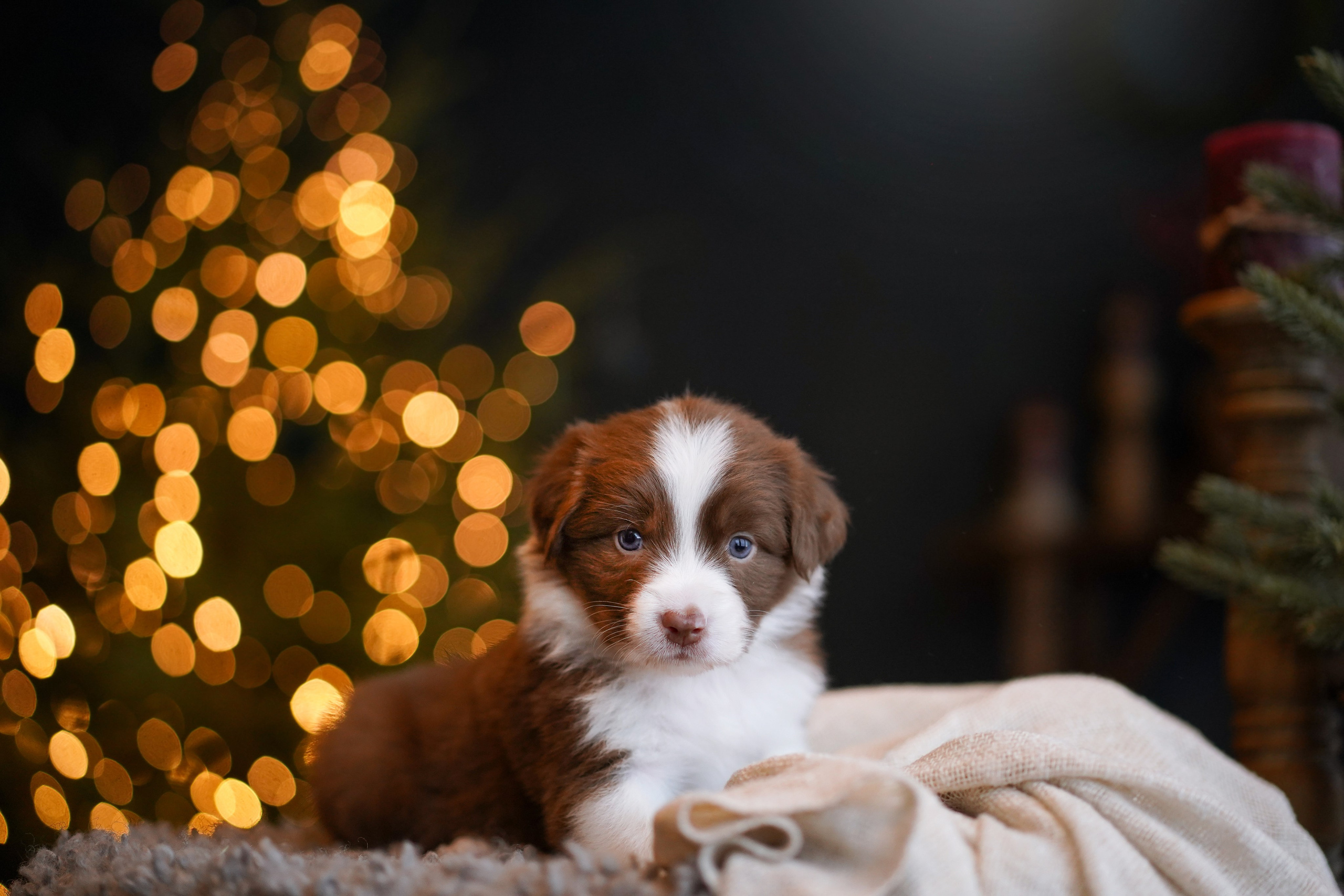 Съемка щеночков в студии. Фотограф-анималист в Санкт-Петербурге Яна Мартынова