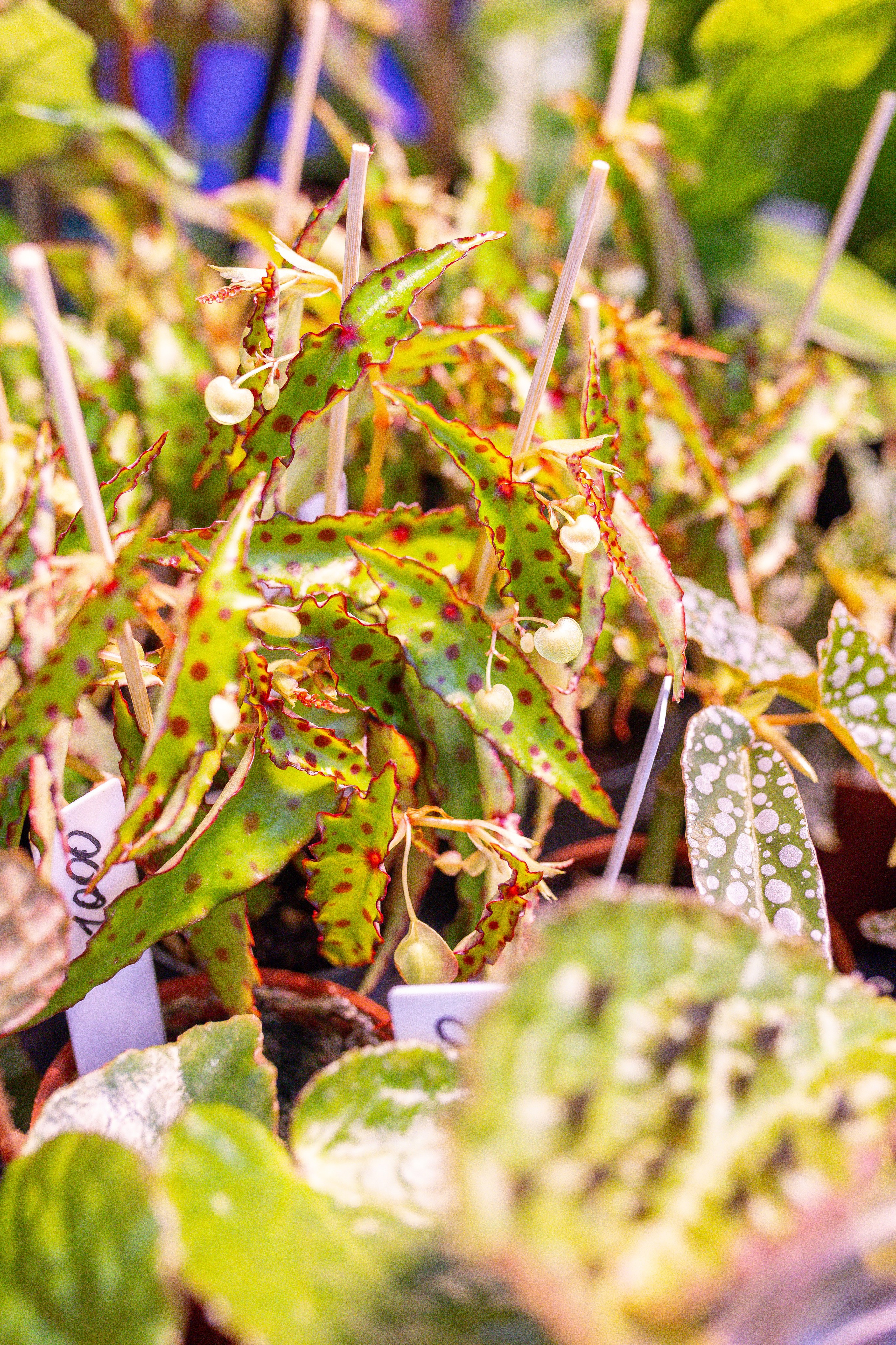 Монстериум 11–12 октября. Александра Куликова фотограф, Москва