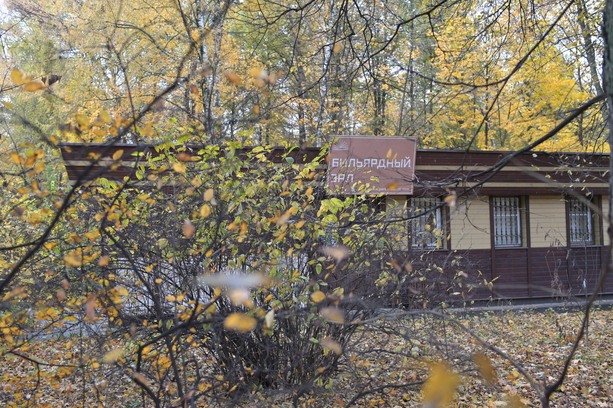 20241026 Сокольники. Дмитрий Ремизов. Фотография, как хобби