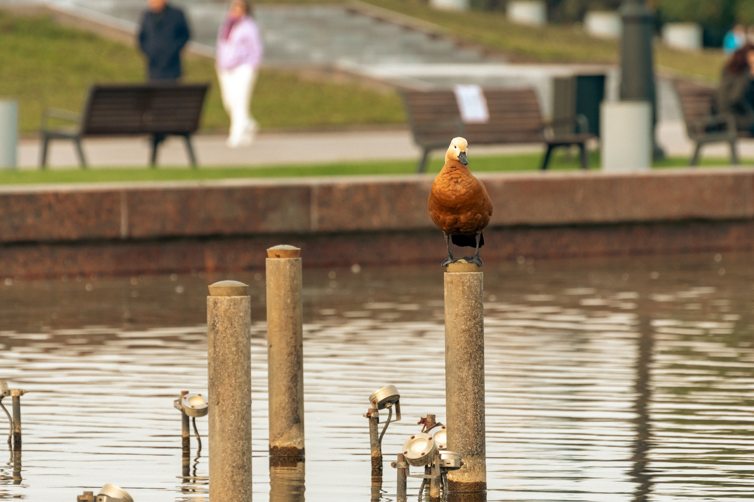 20211003 Поклонка. Дмитрий Ремизов. Фотография, как хобби