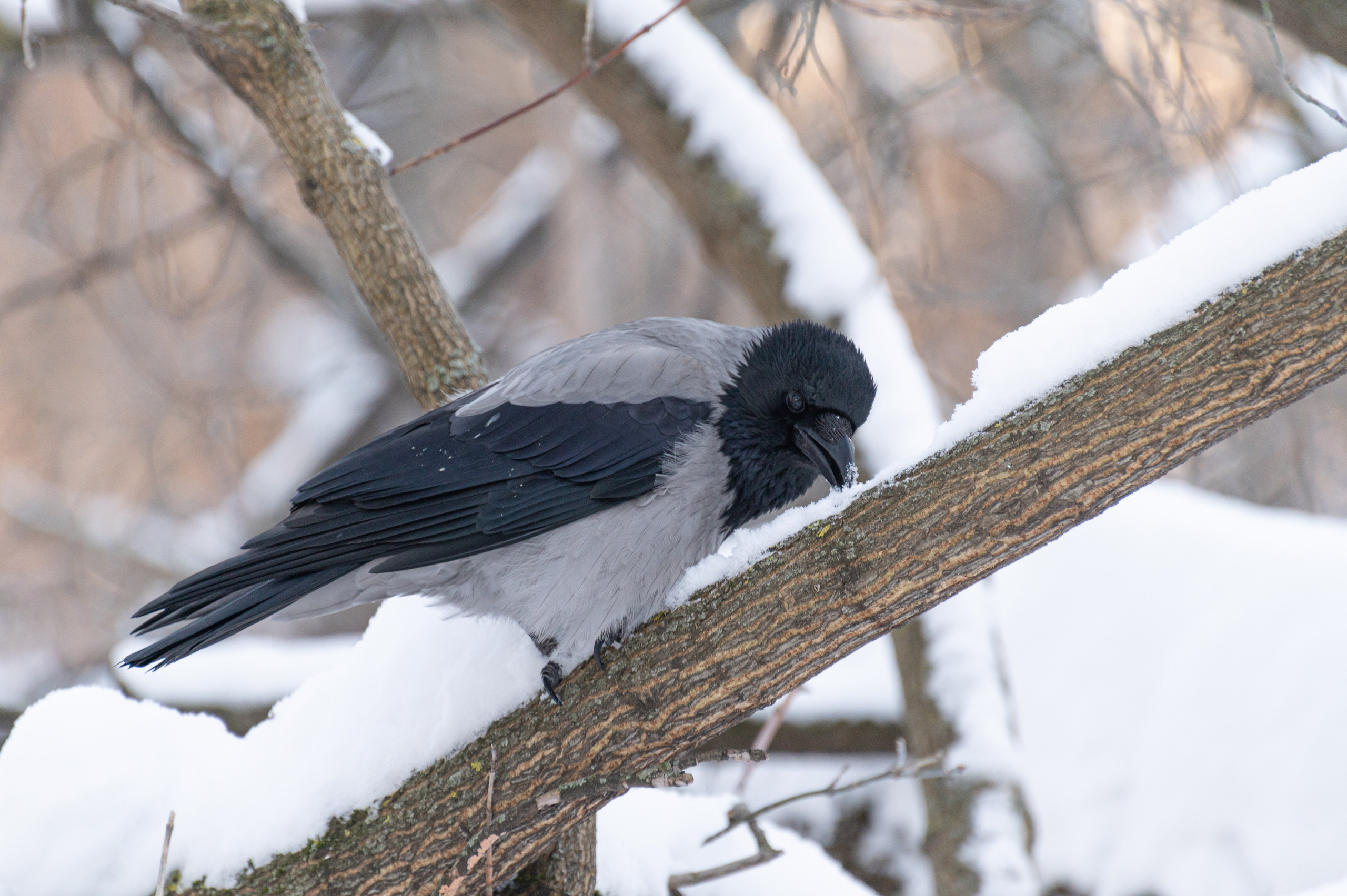20240120 Воробьёвы горы. Дмитрий Ремизов. Фотография, как хобби