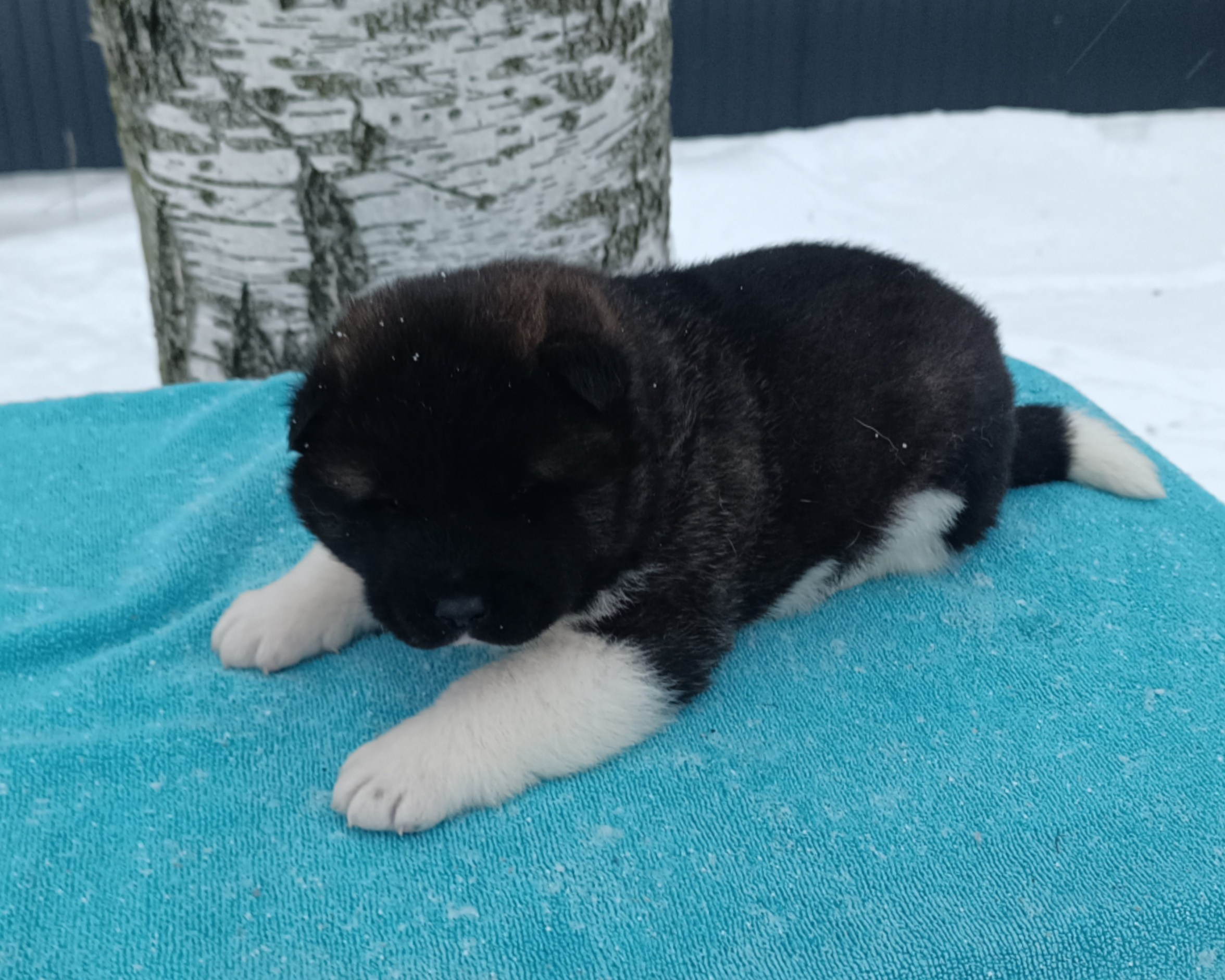 Американская акита  щенки питомник Санкт-Петербург клубные щенки Американская акита питомник RUBYLIGHT Рубилайт купить щенка американской акиты