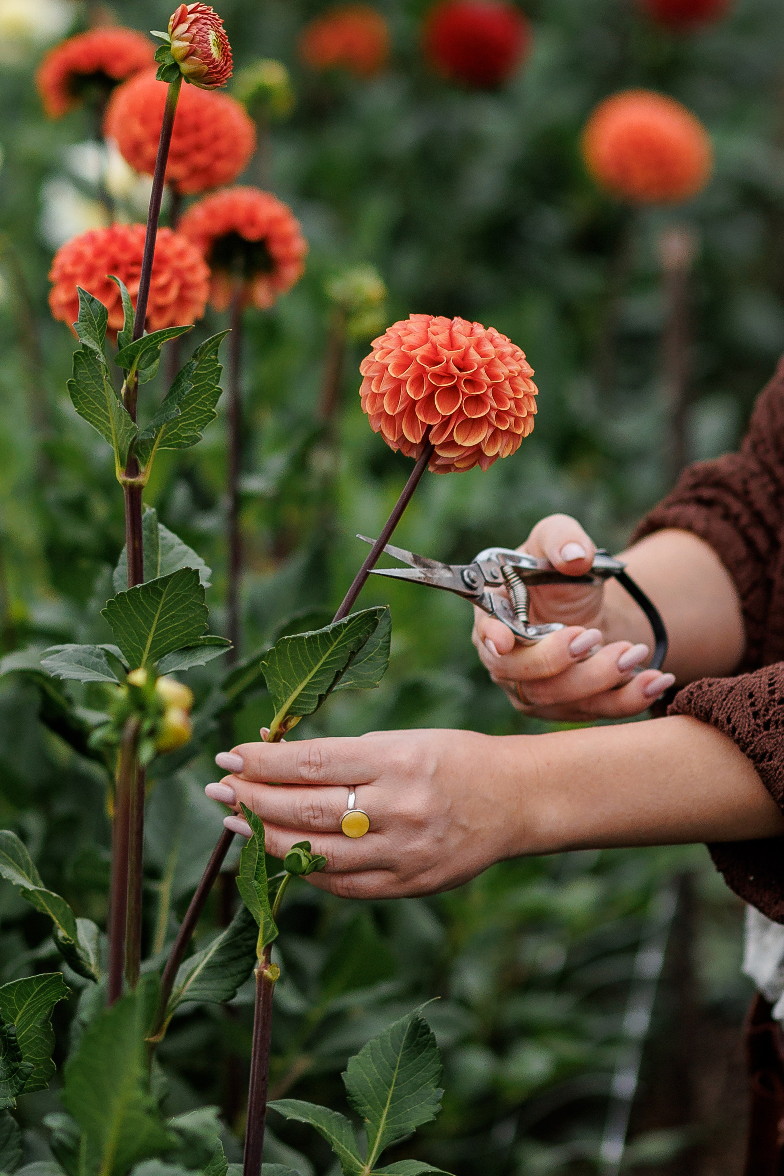 Наташа на ферме. Семейный фотограф в Саратове Юлия Охотникова