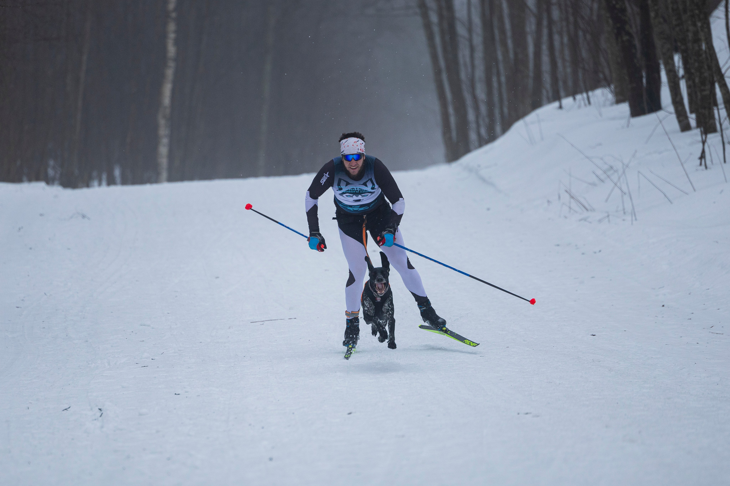 Зимний Чемпионат Санкт-Петербурга по ездовому спорту. Фотограф-анималист Анна Маринич