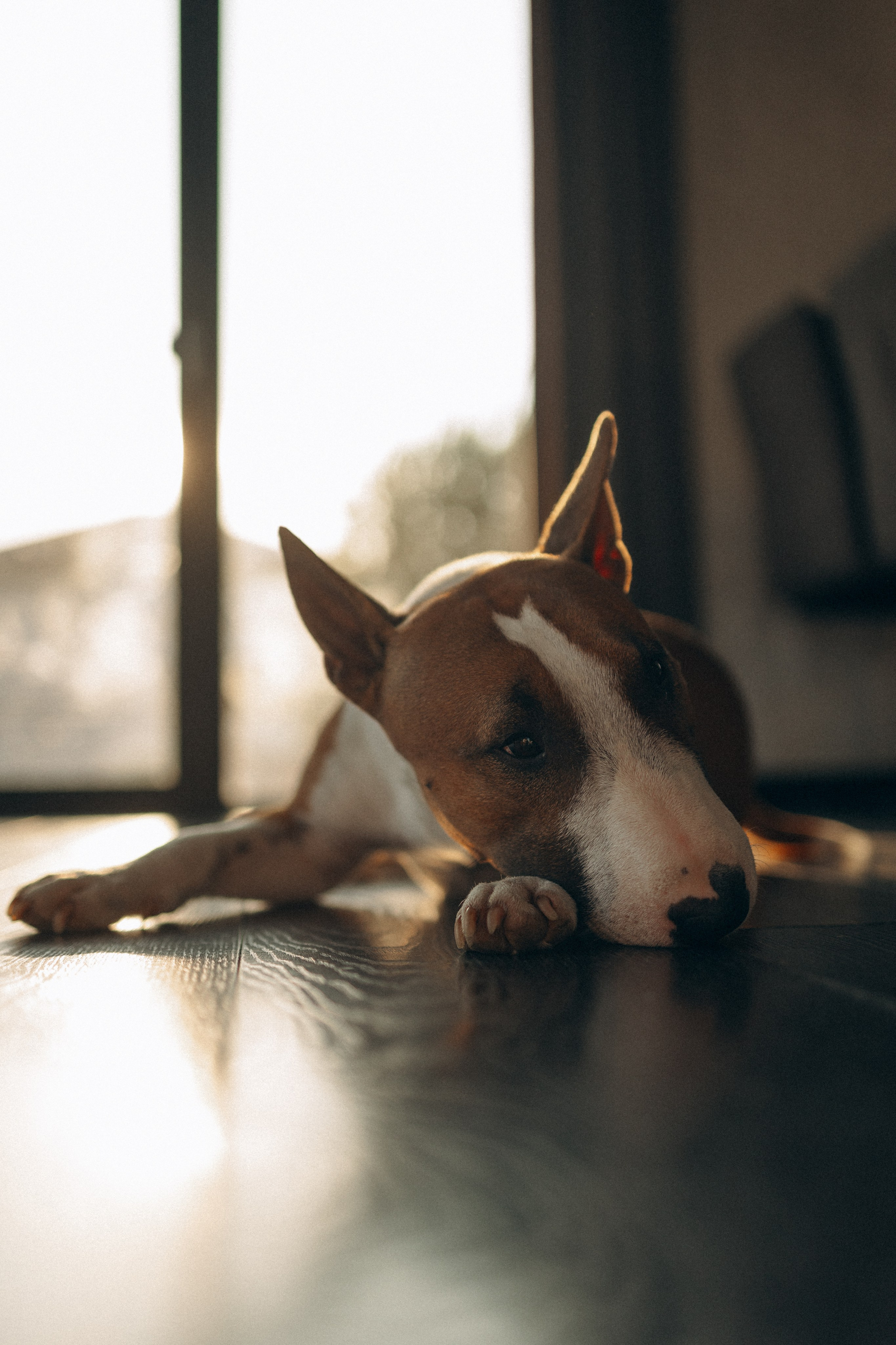 Семейная. Фотораф — анималист Мария Шистка