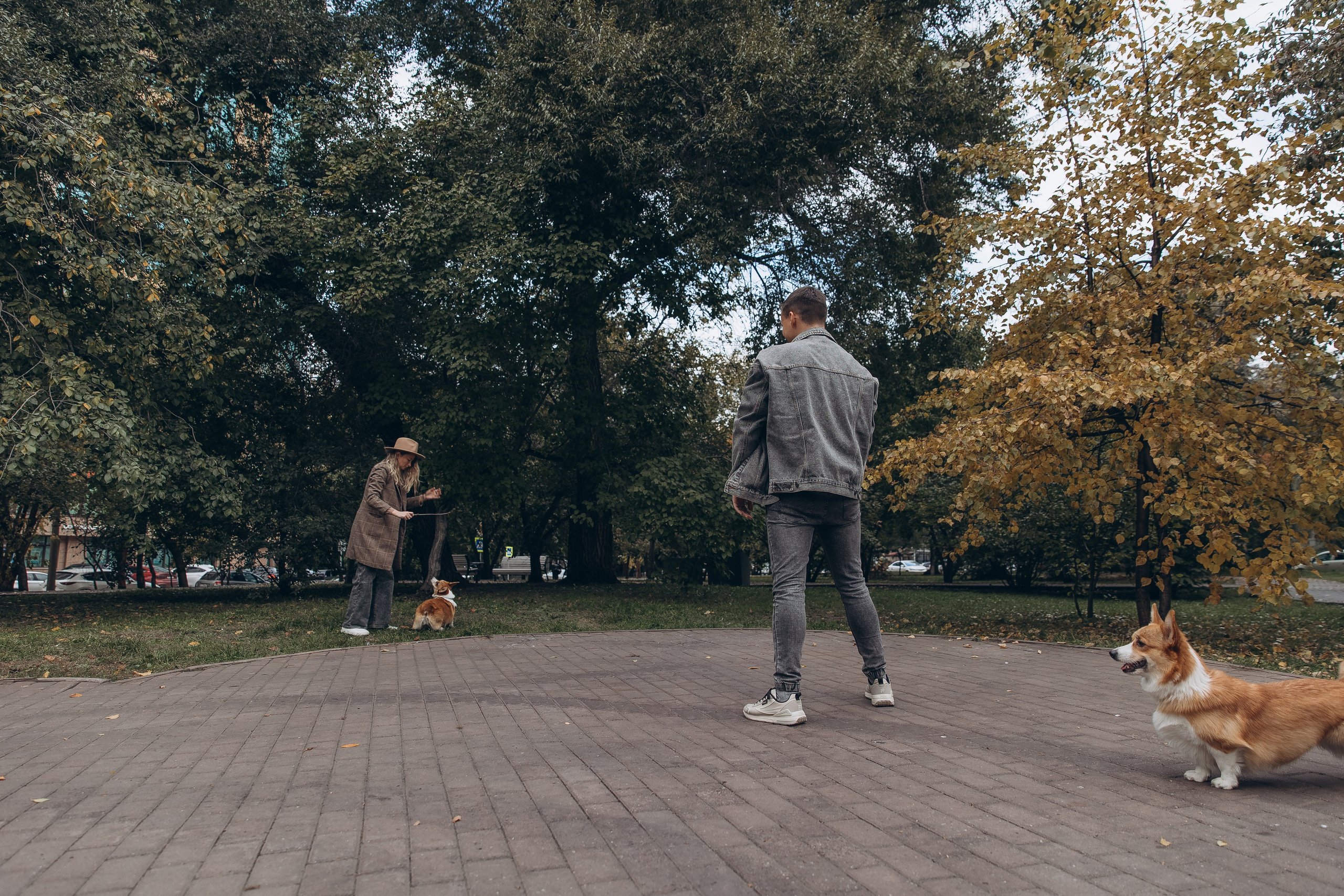 «Королевский Корги» 2. Фотограф Алина Ионычева в Новосибирске