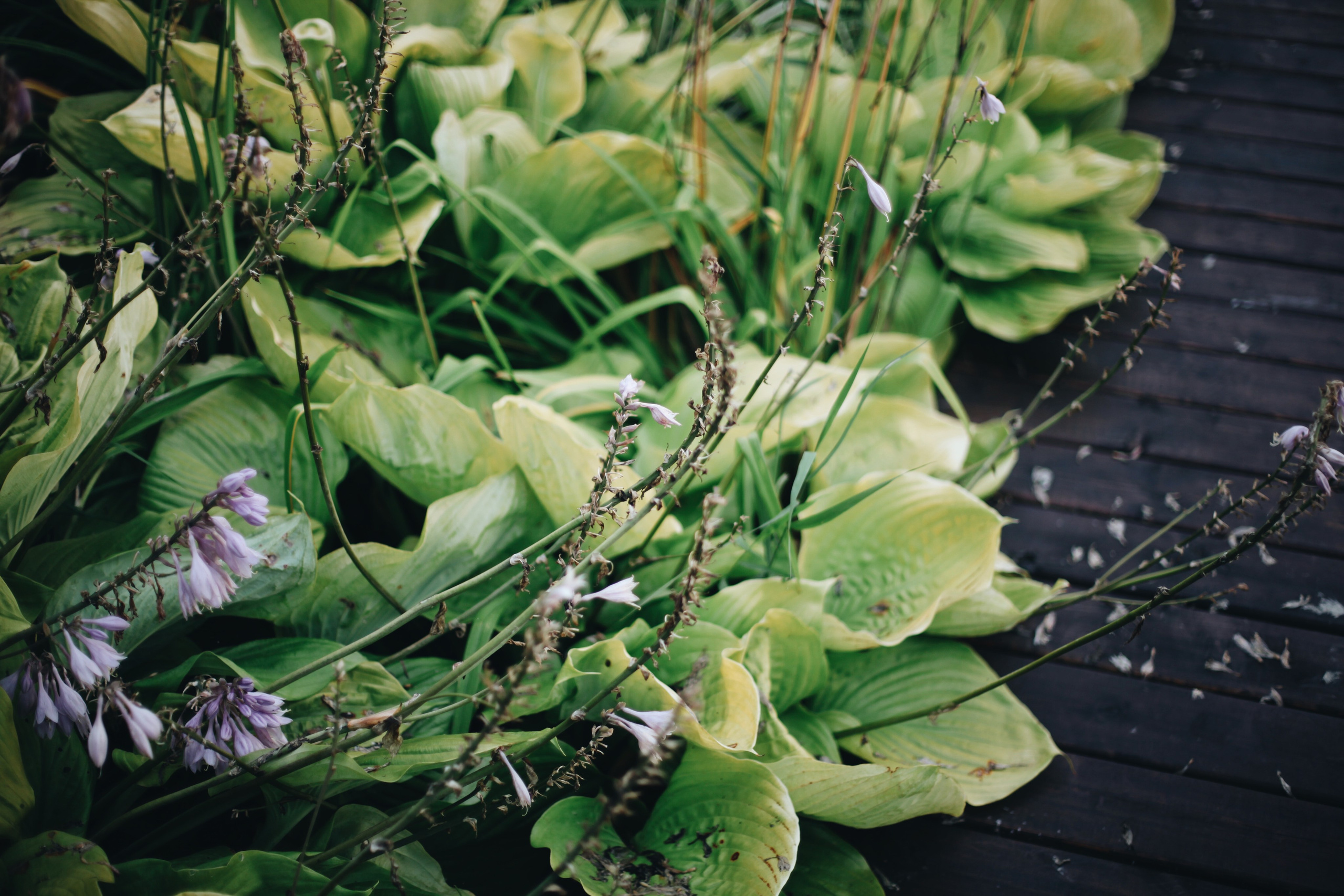 Свадебные съемки. Ксения Плотникова