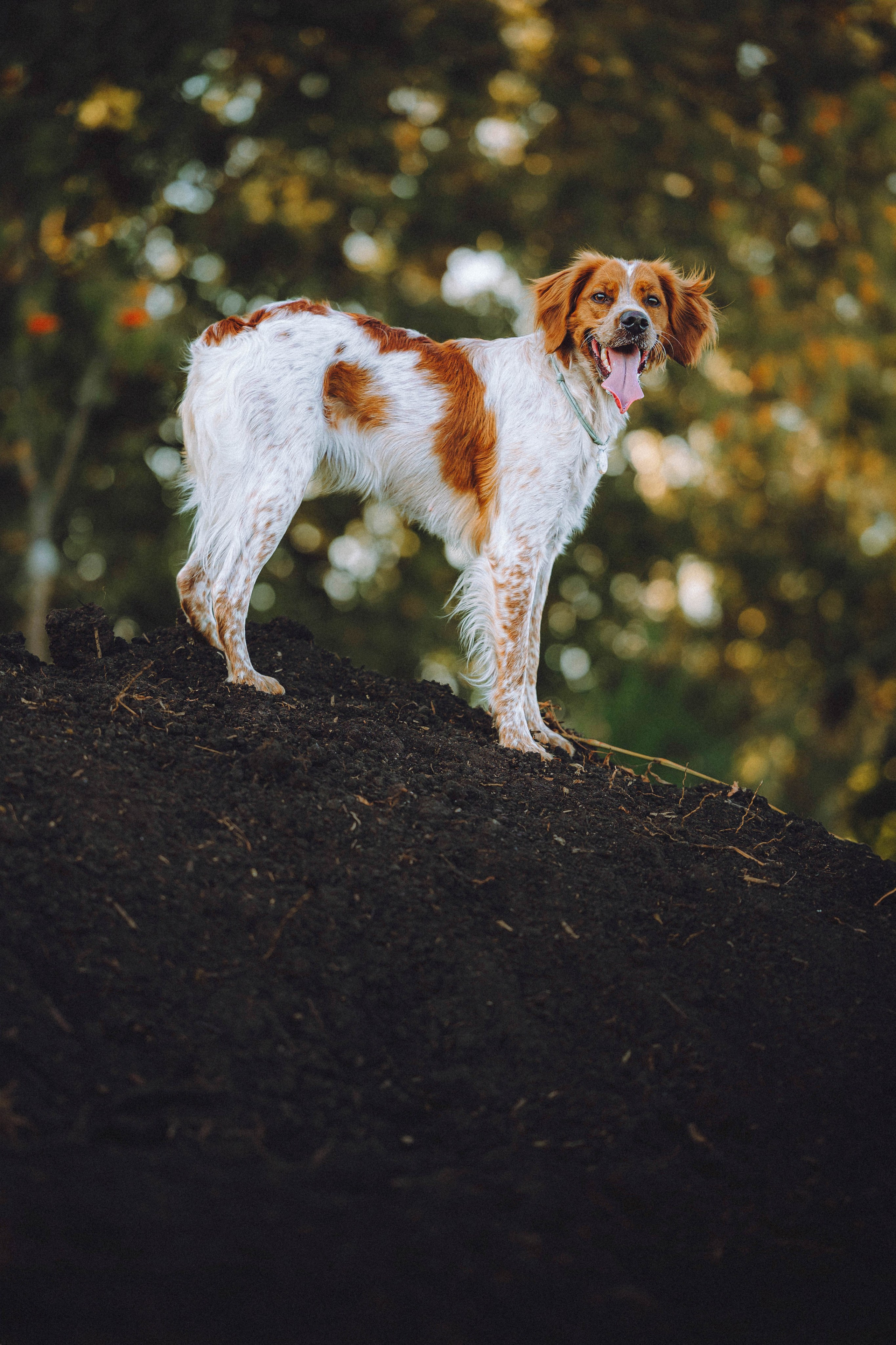 Камри и Пафи