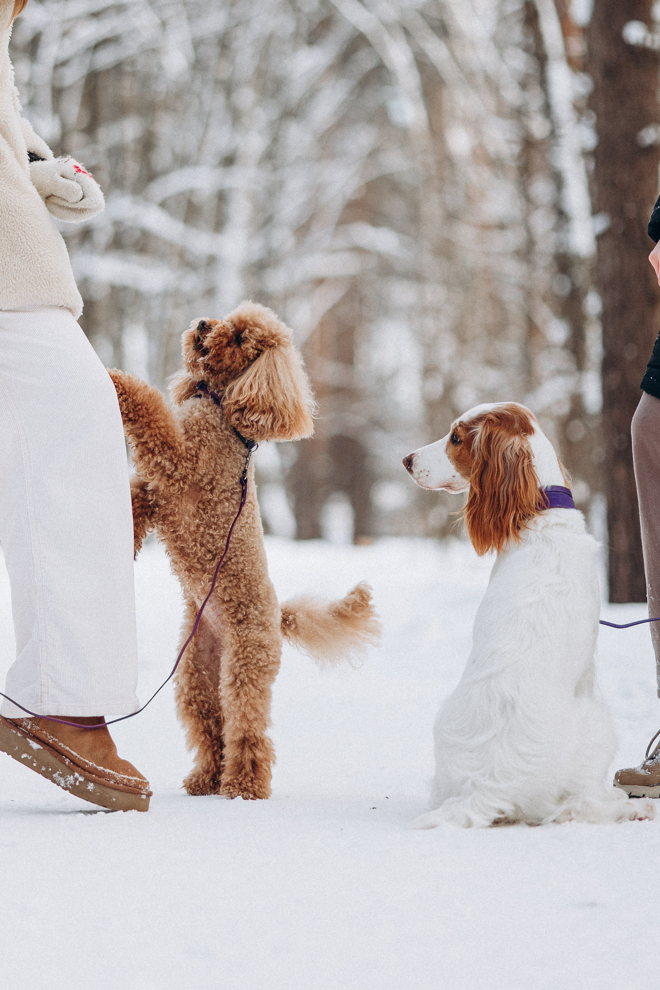 Амуниция «Бобик» 2. Фотораф — анималист Мария Шистка