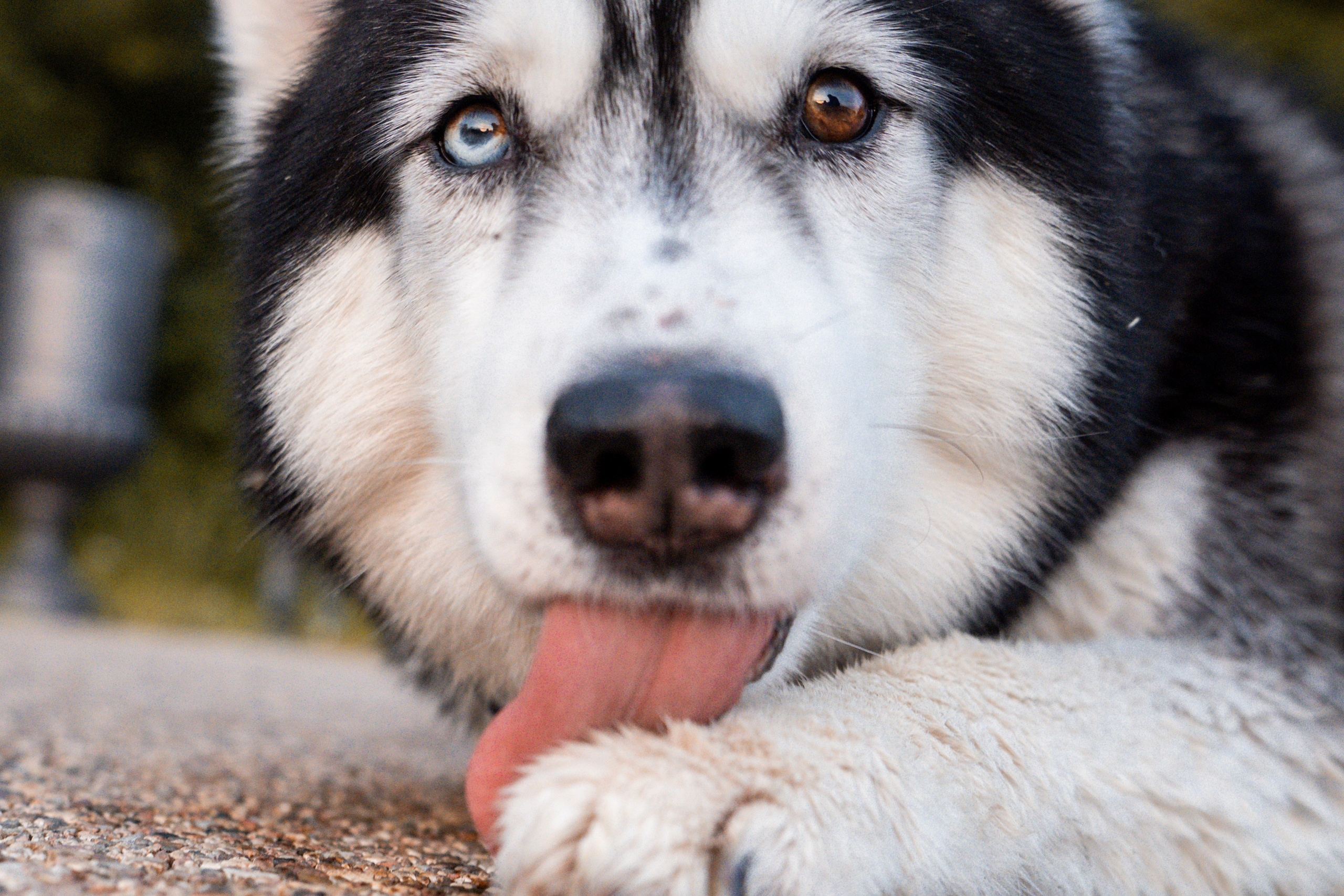 Мария и Вегас. Фотограф анималист в Москве и Санкт-Петербурге Свиридова Анна