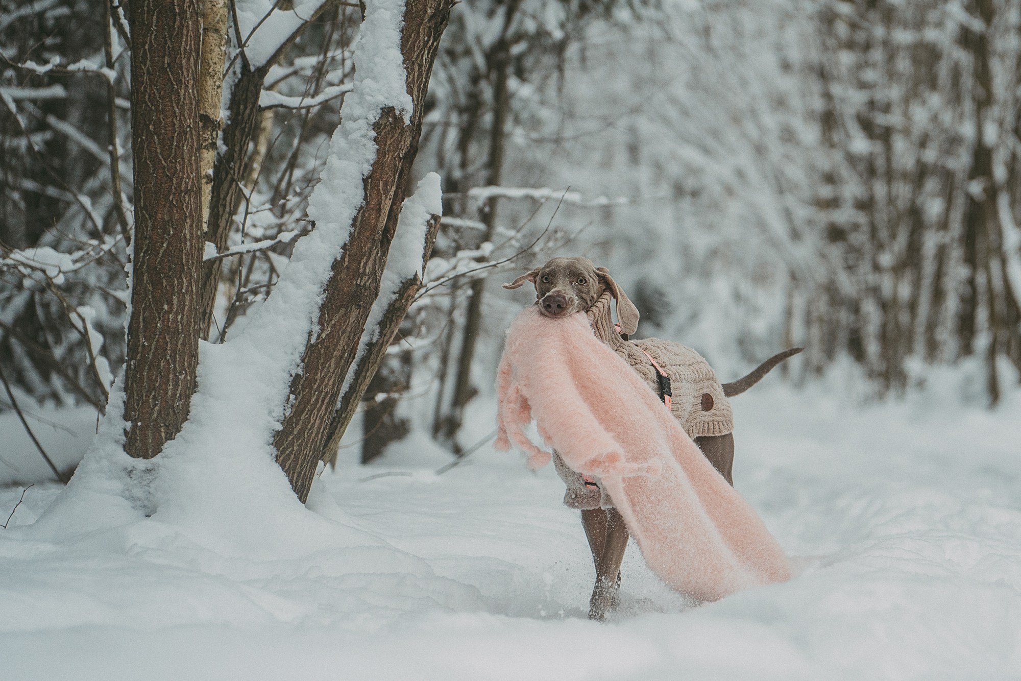 Лена и Фанни. Фотограф анималист в Москве и Санкт-Петербурге Свиридова Анна