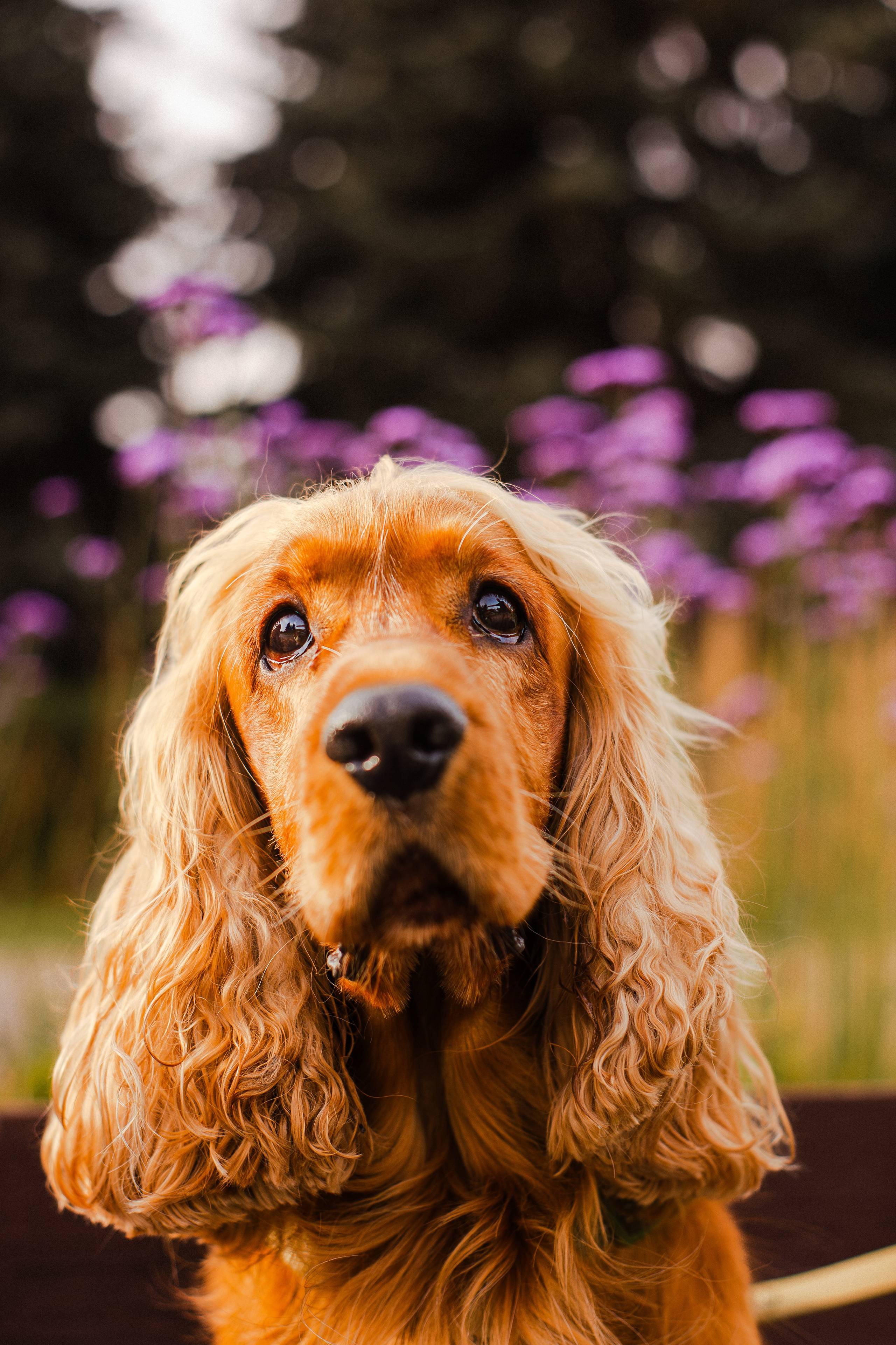 Арина, Паша и Арчер. Фотограф-анималист Мария Баркевич | Москва