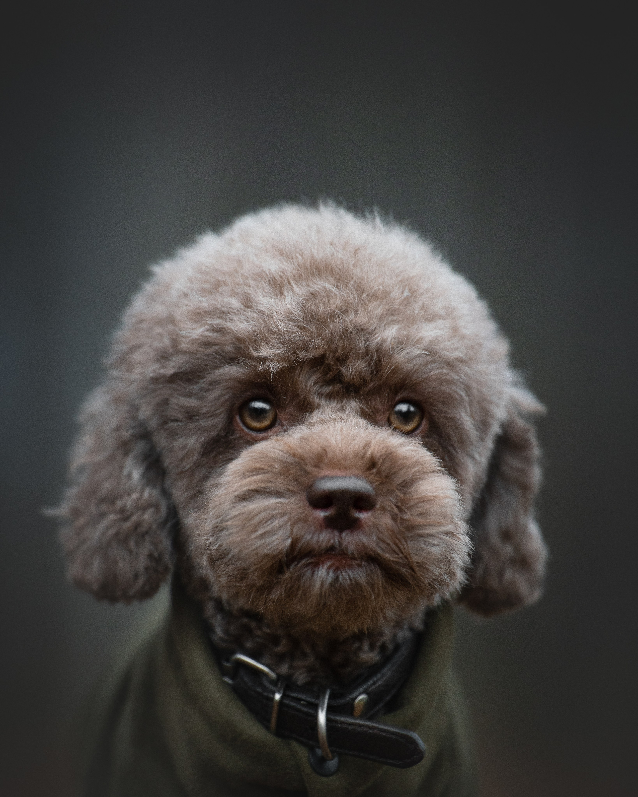 Миша и Лева. Фотограф анималист Осипчикова Мария