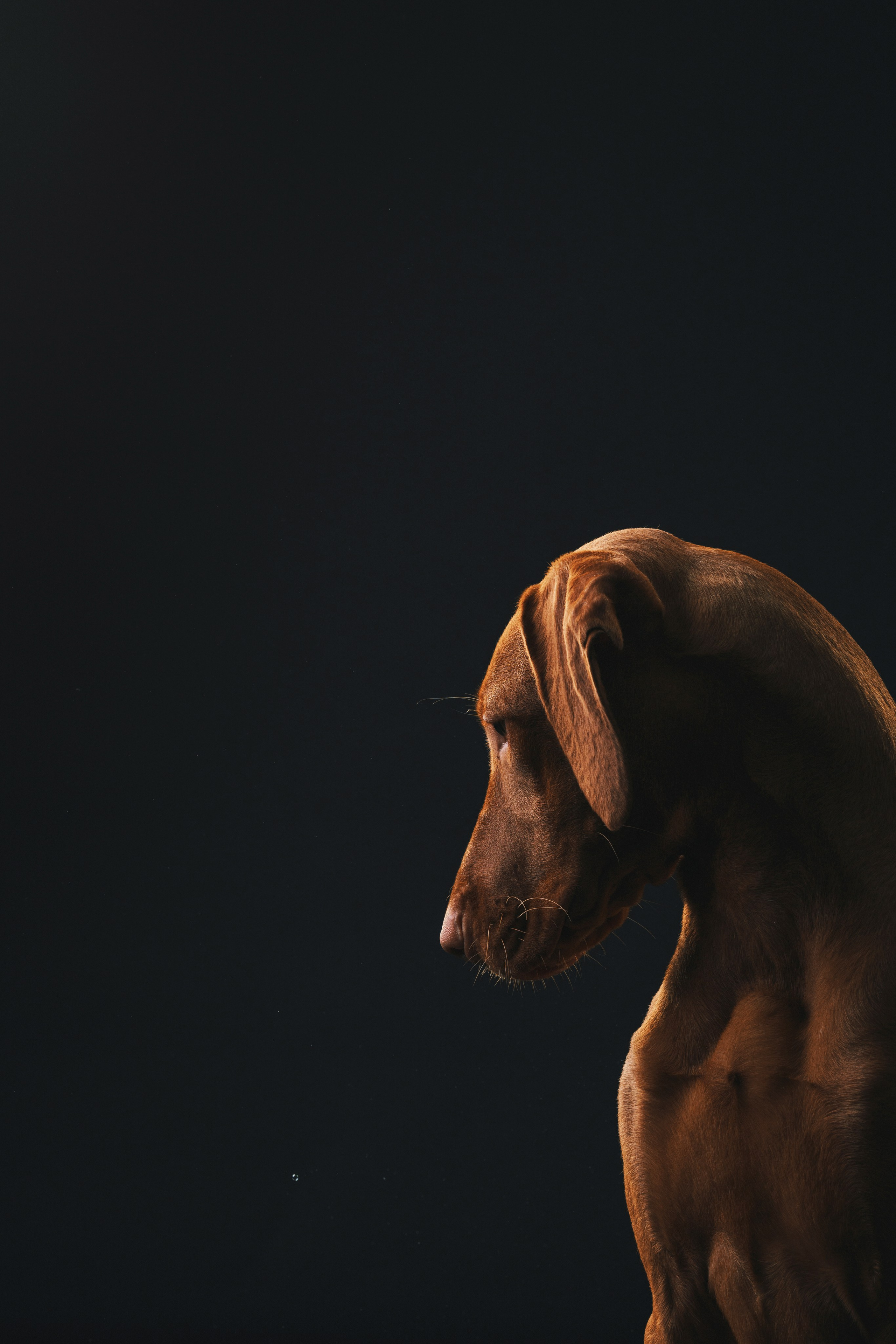 Выжла Гая. Фотограф анималист Осипчикова Мария