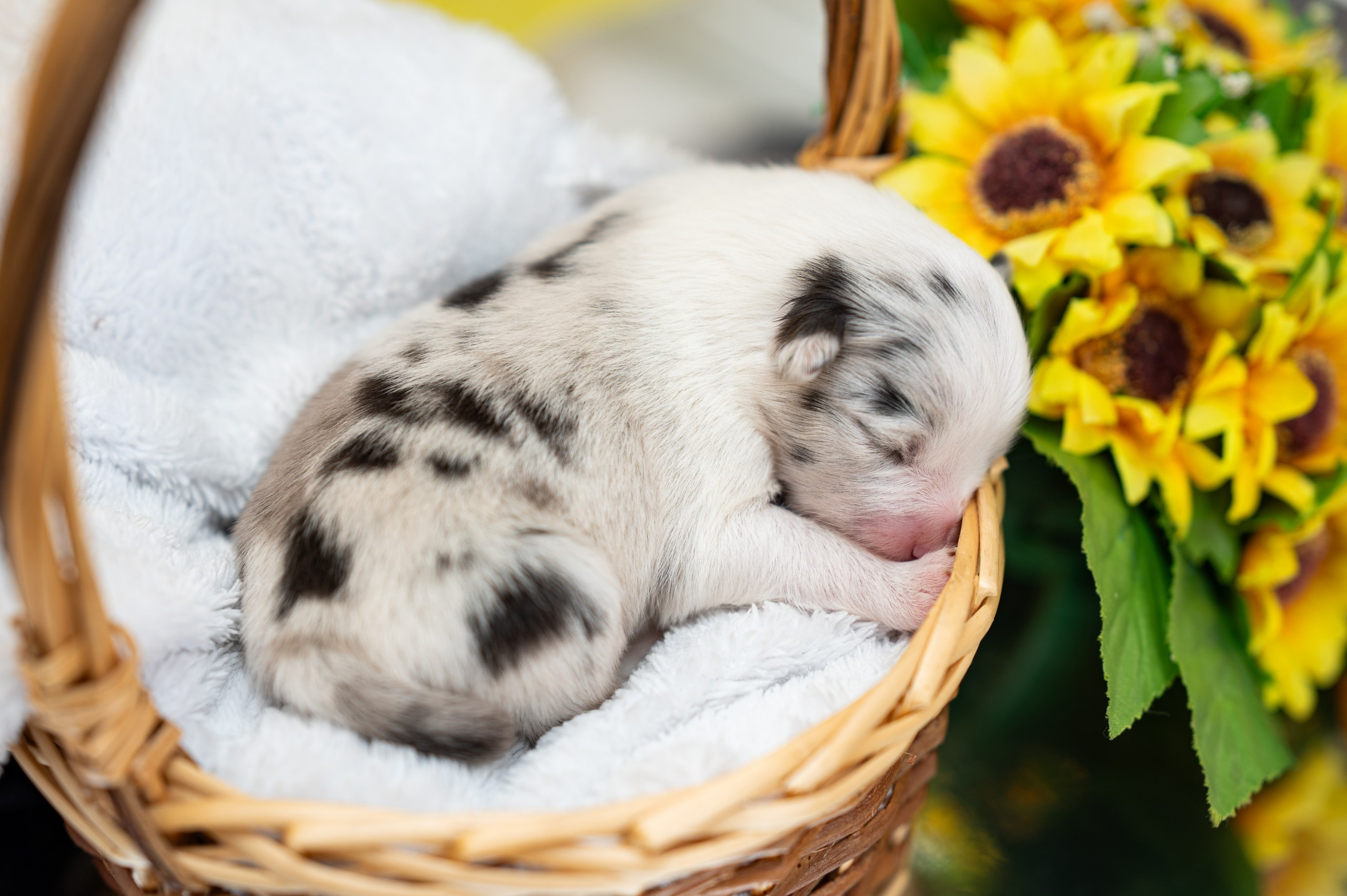 Заводчик Влада Эльман. Творческий фотограф Вологда