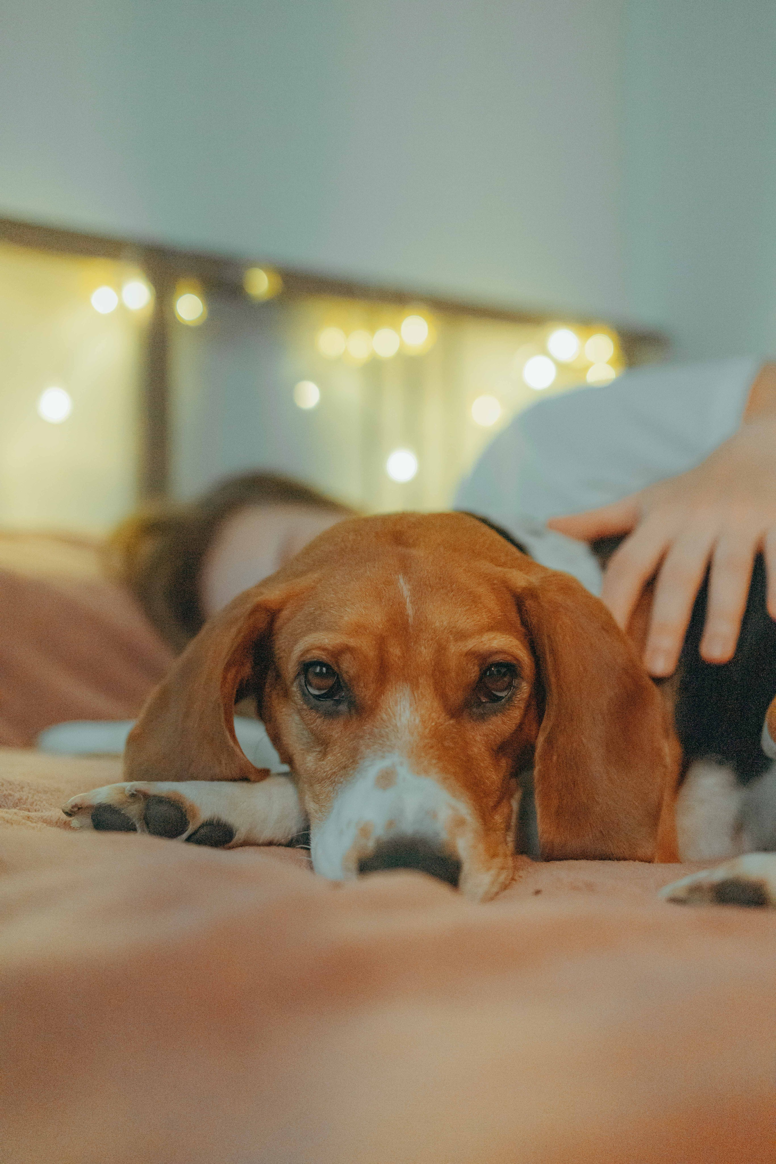 Света и Ива. Фотограф-анималист в Москве Лера Черноног